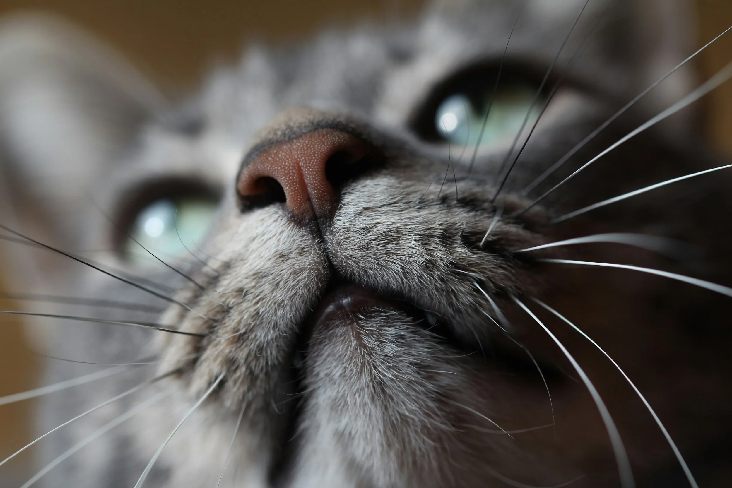 What Feline Expressions Can Tell Us About Comfort
