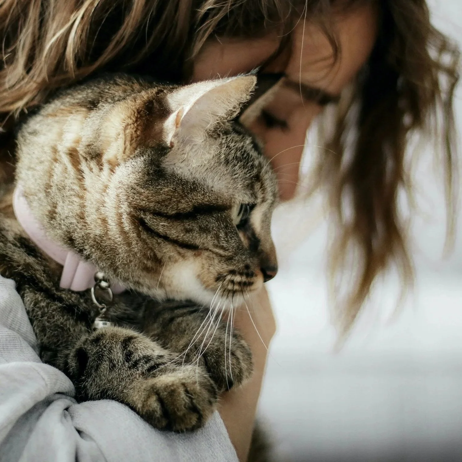 How To Take Your Cat To The Vet: What To Expect &amp; How To Prepare