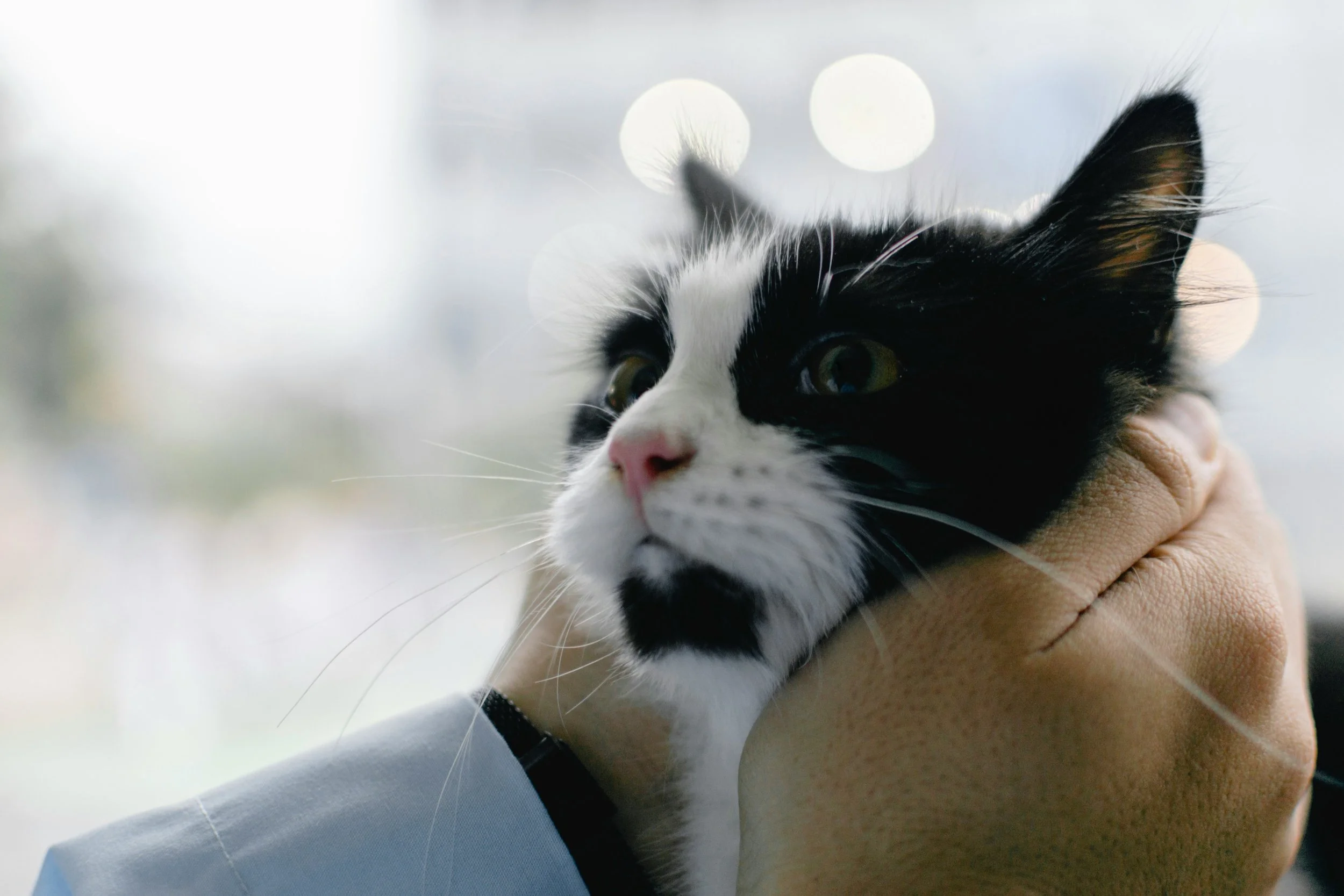 10 Signs of Feline Pain