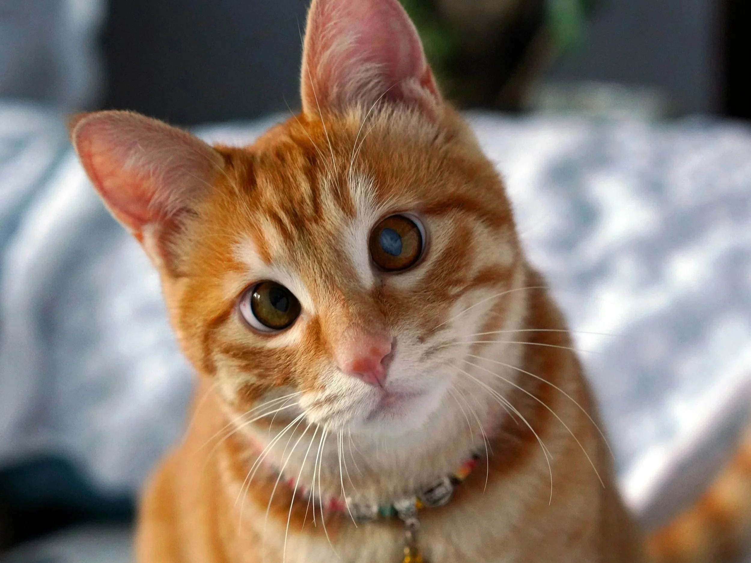 orange-tabby-cat