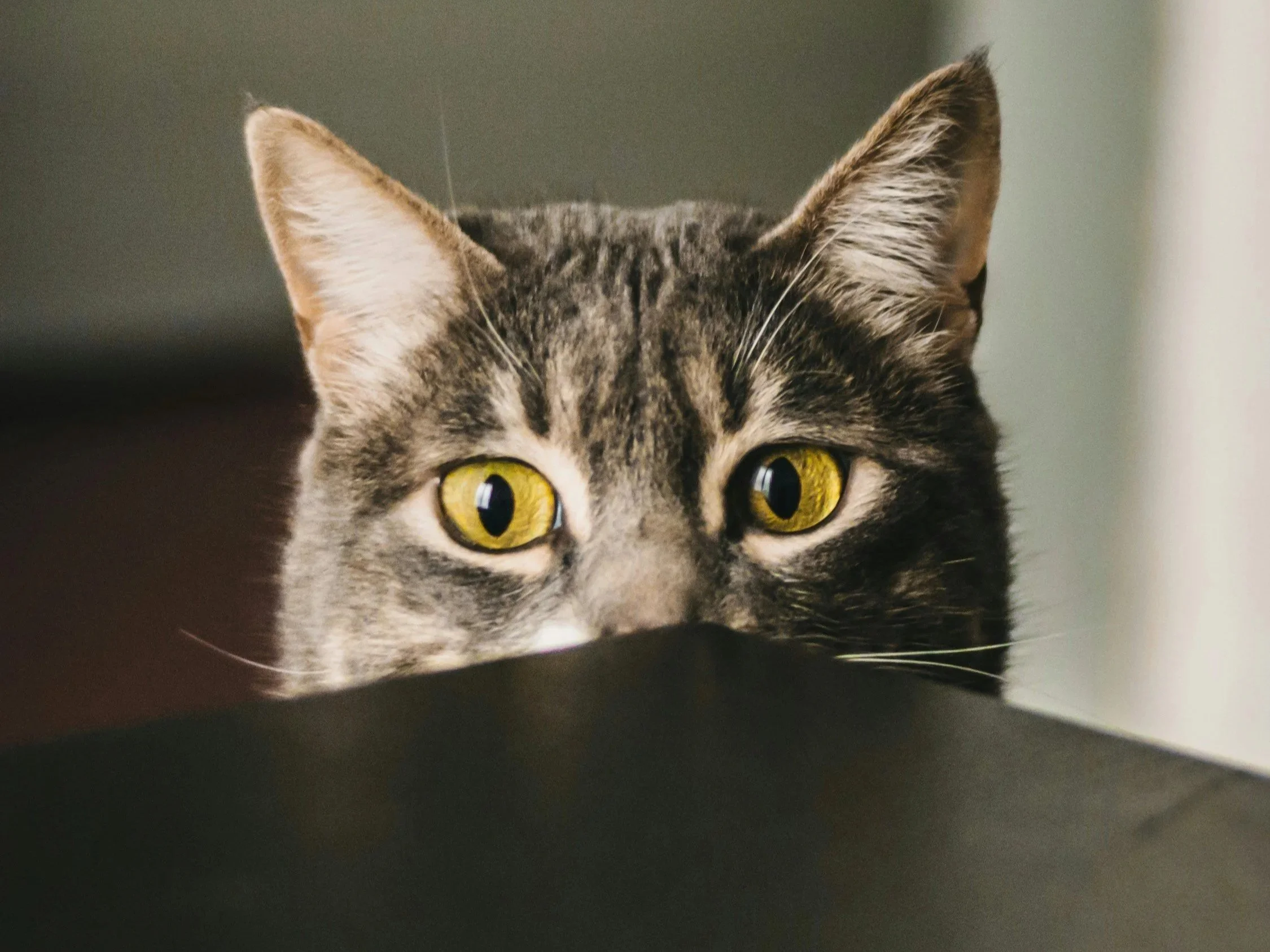 cat-eyes-focused