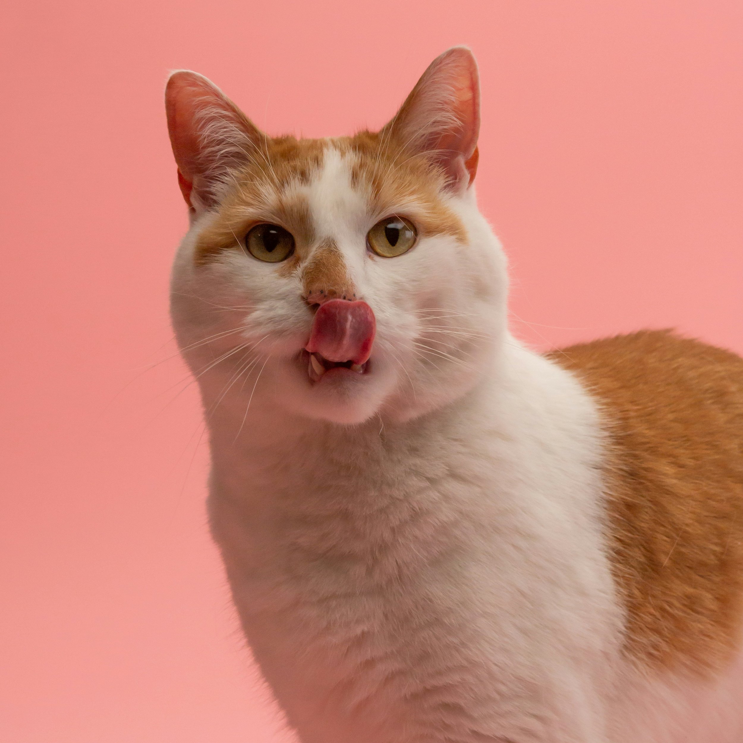 How To Keep Your Cat Calm During Dental Visits