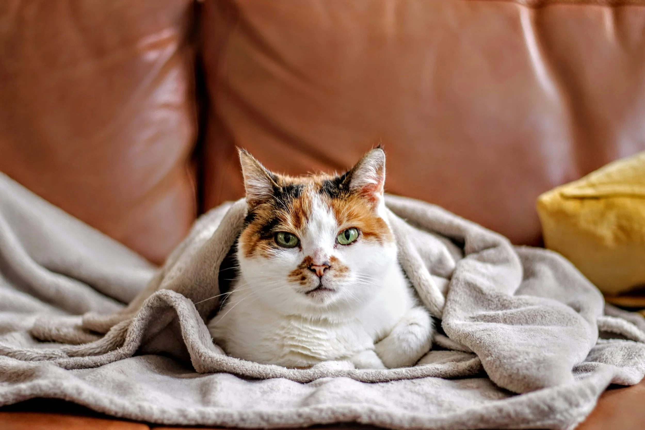 Cat_in_blankets_in_home