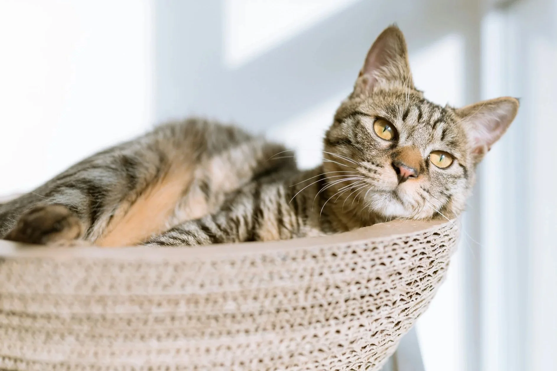 Signs of Pain in Cats: Why Cats Hide Pain and How to Recognize It Early