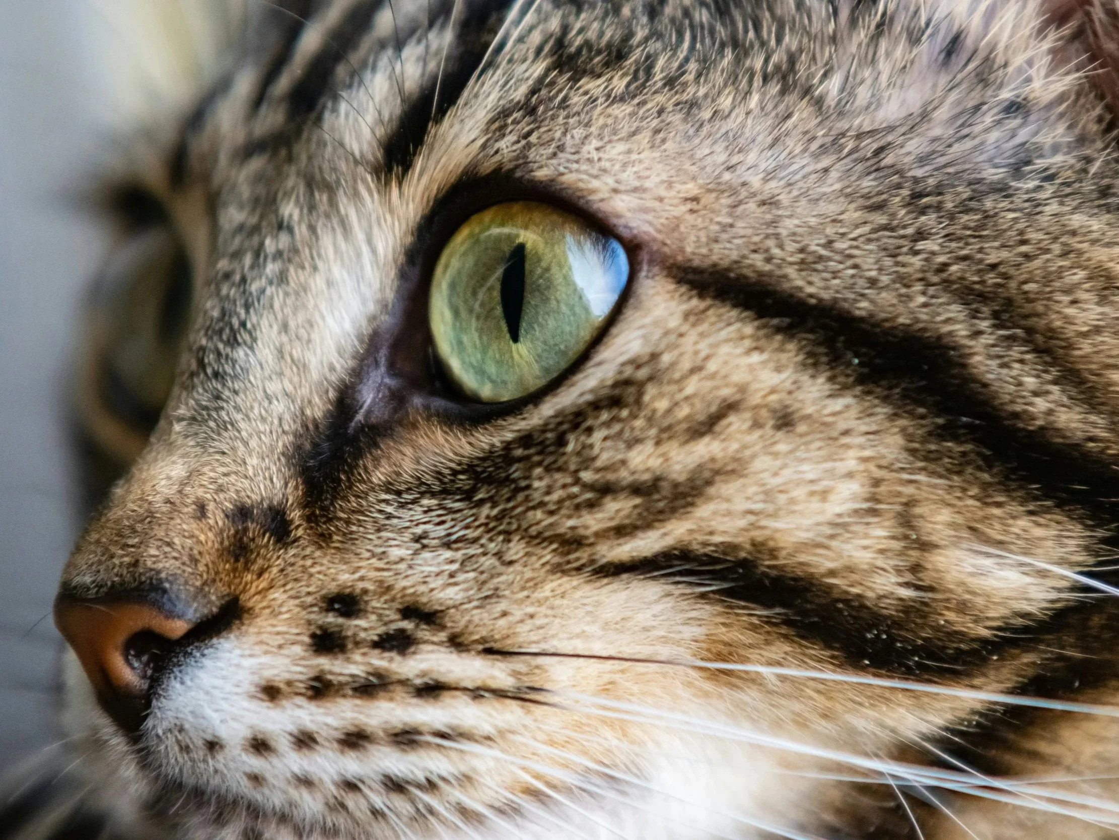 cat-eye-photo