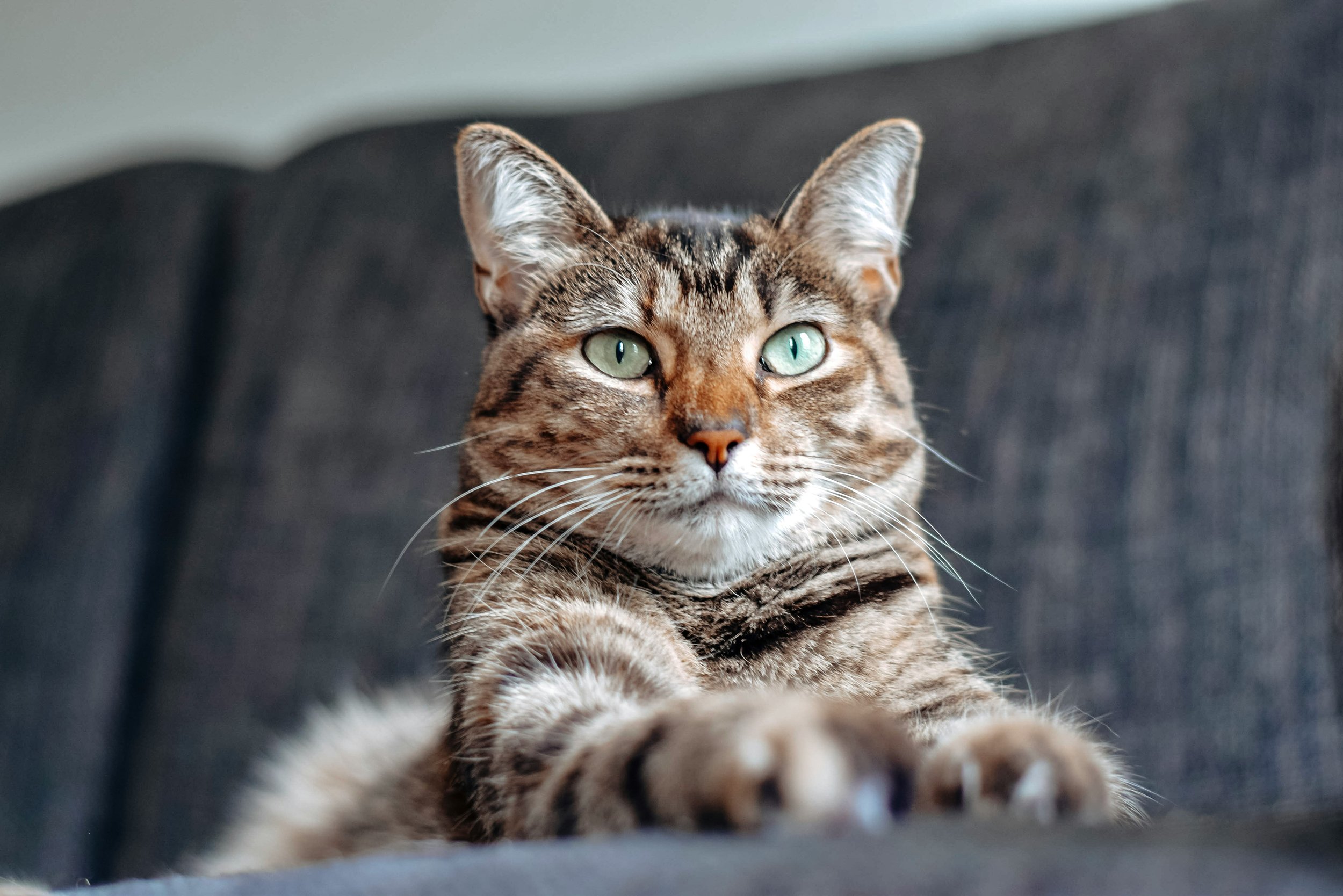 Cat_Laying_on_couch_in_home