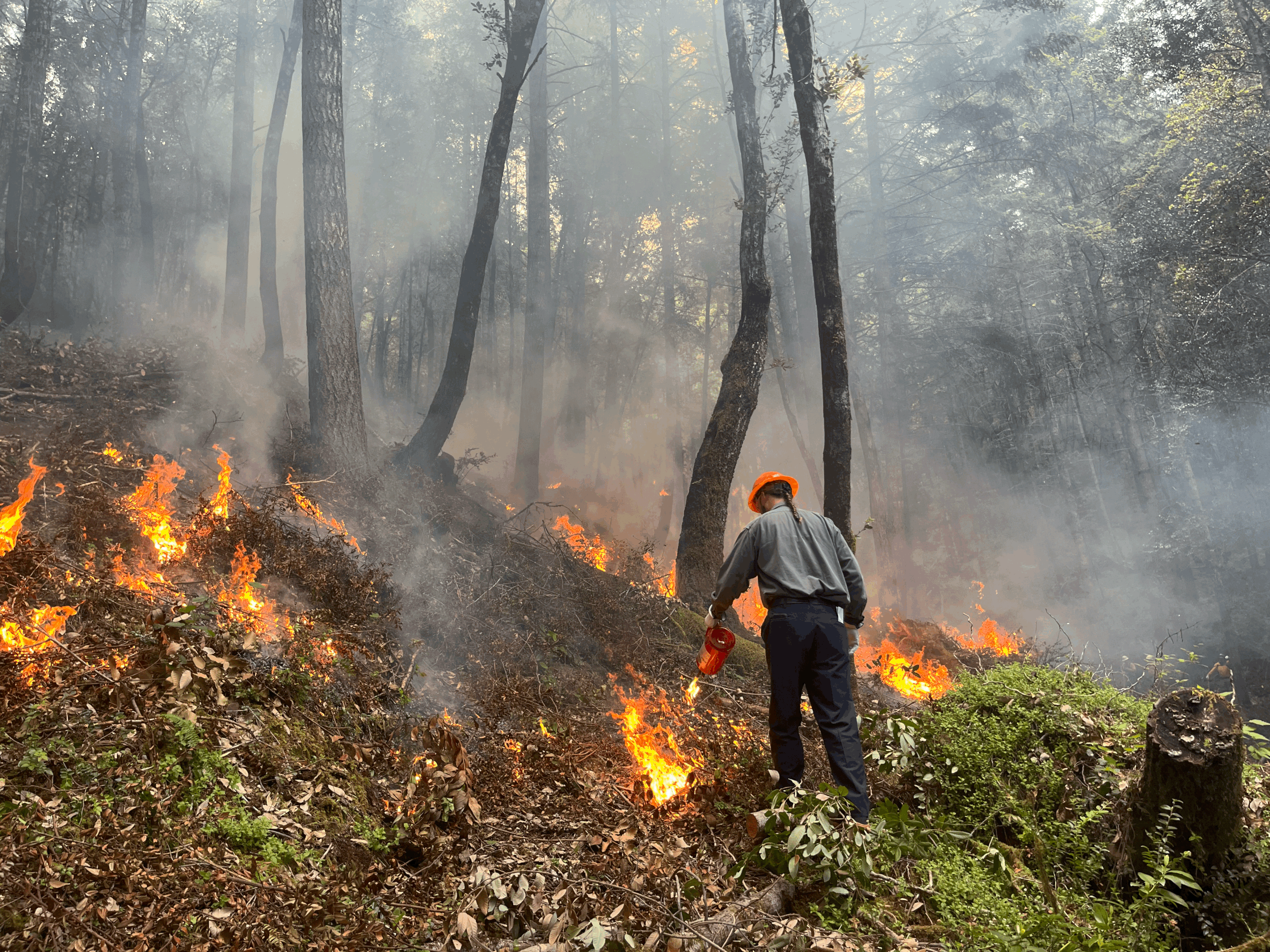 South Coast Cultural Burn Association
