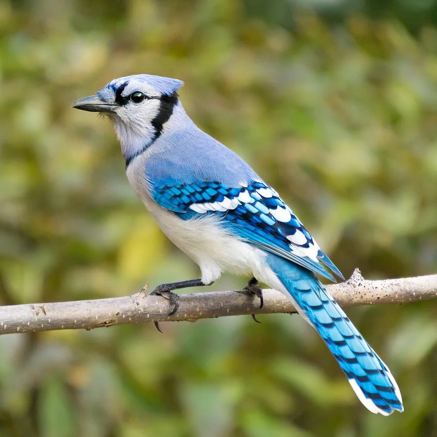 August: Colored Pencil Class - Blue Jay