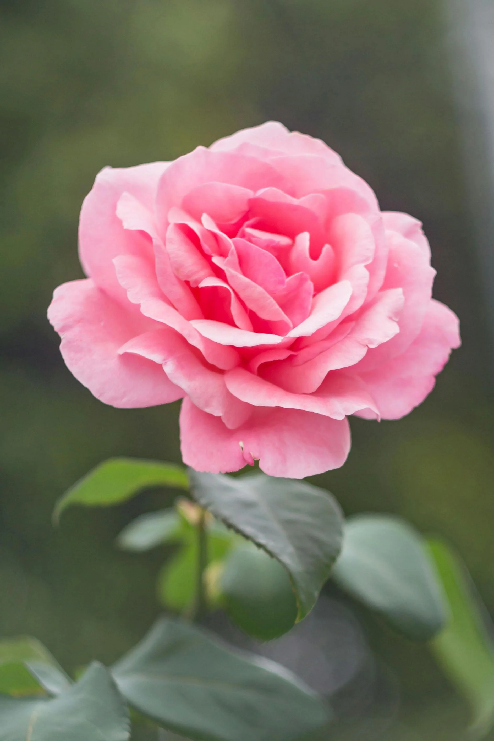 October: Colored Pencil Rose