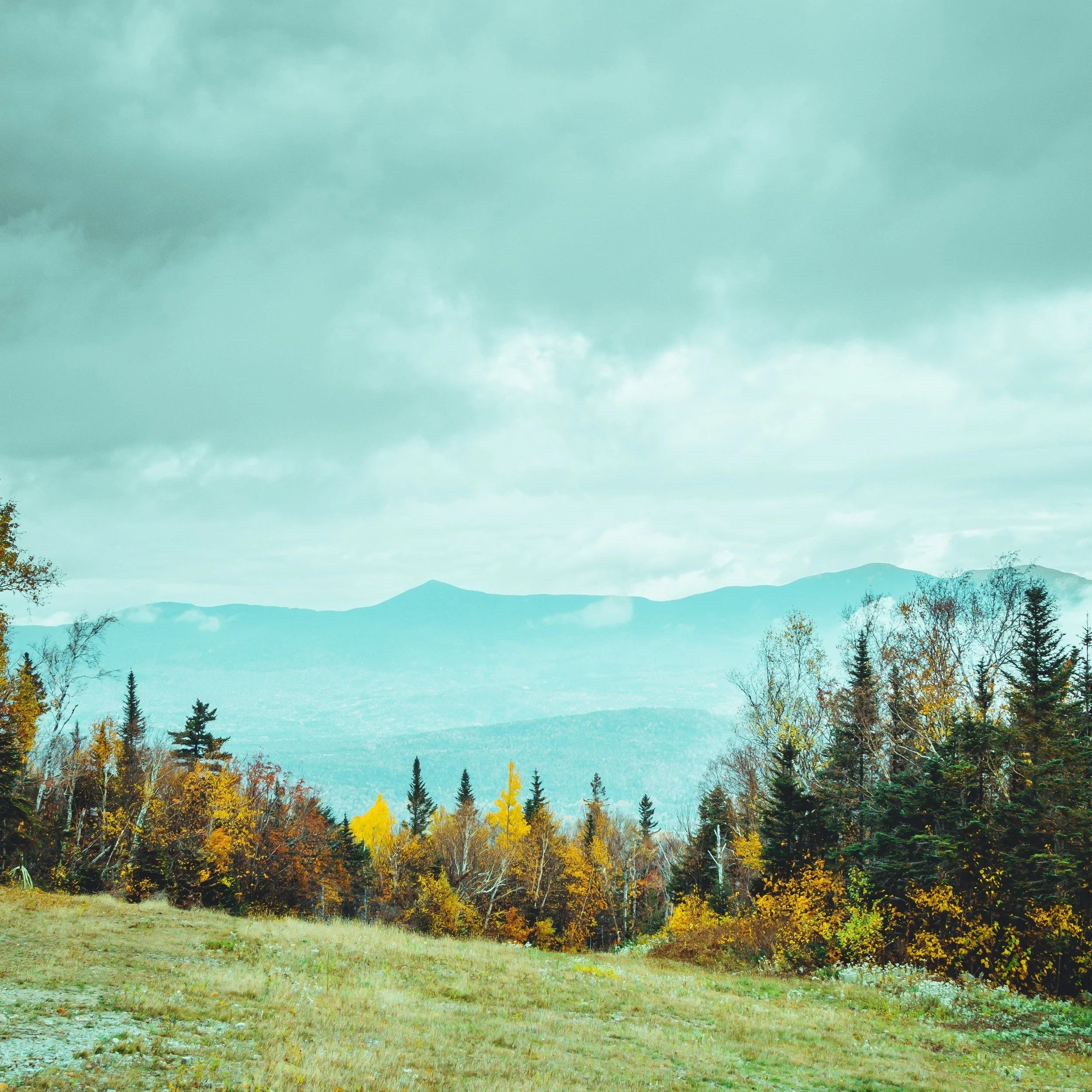 IMG_2949.jpg