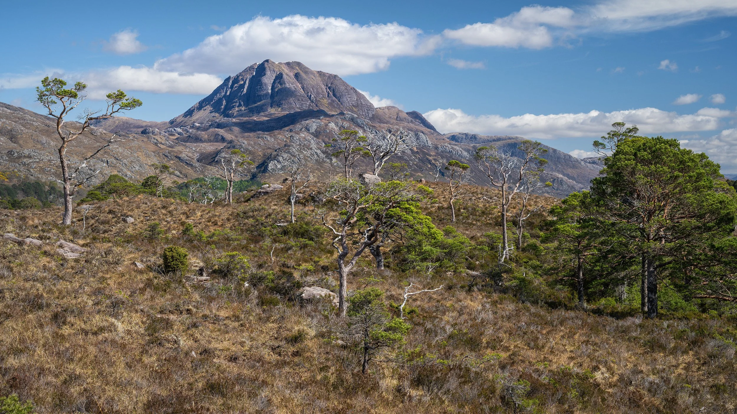 Slioch & Scots Pines