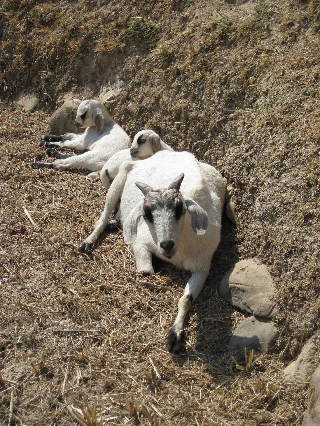 Three goats basking in the midday sun, Pharping, Nepal