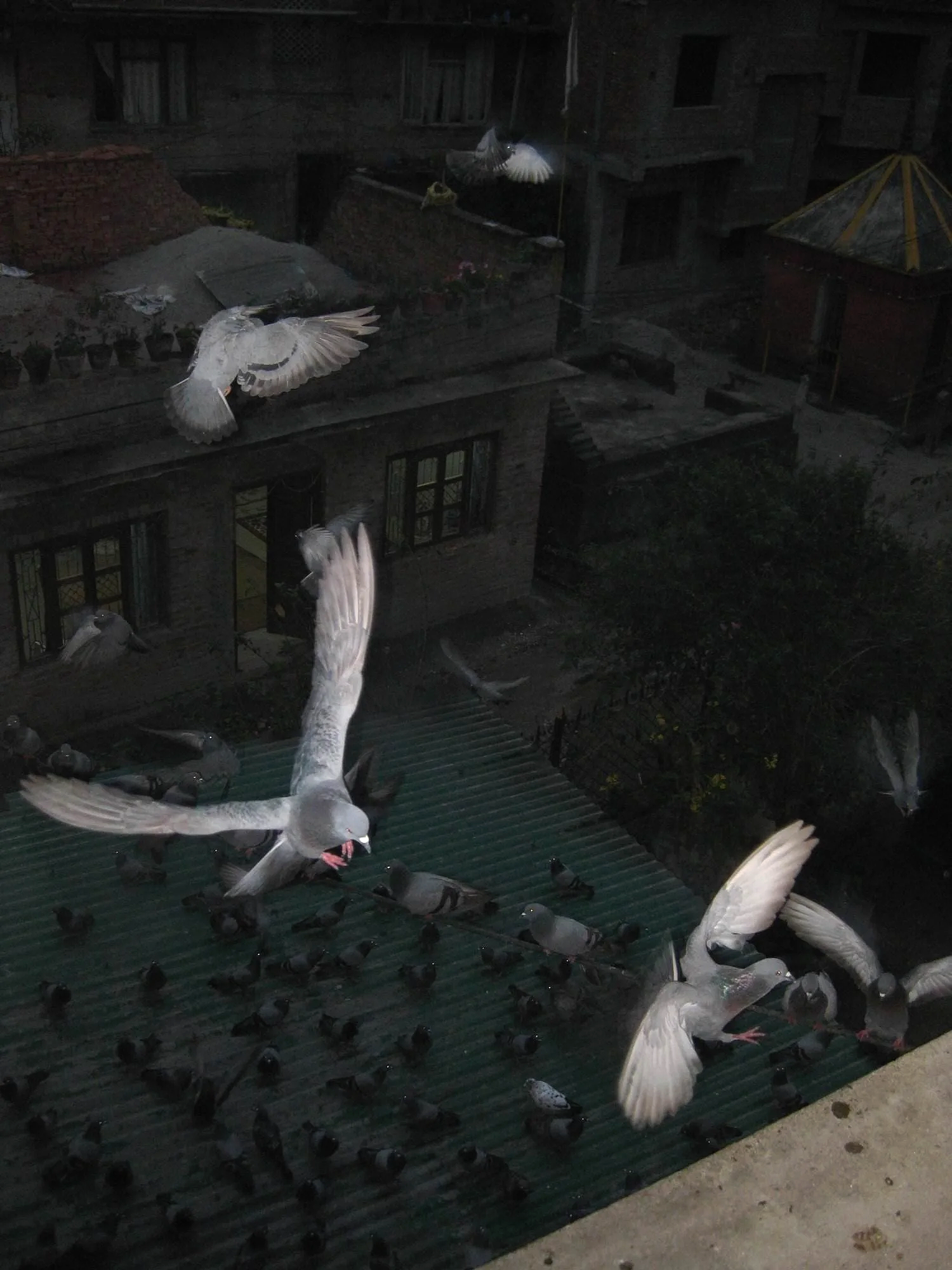 Early morning seed offering to pigeons, Sangyum Kamala's residence, Naranthan, Nepal (2009)