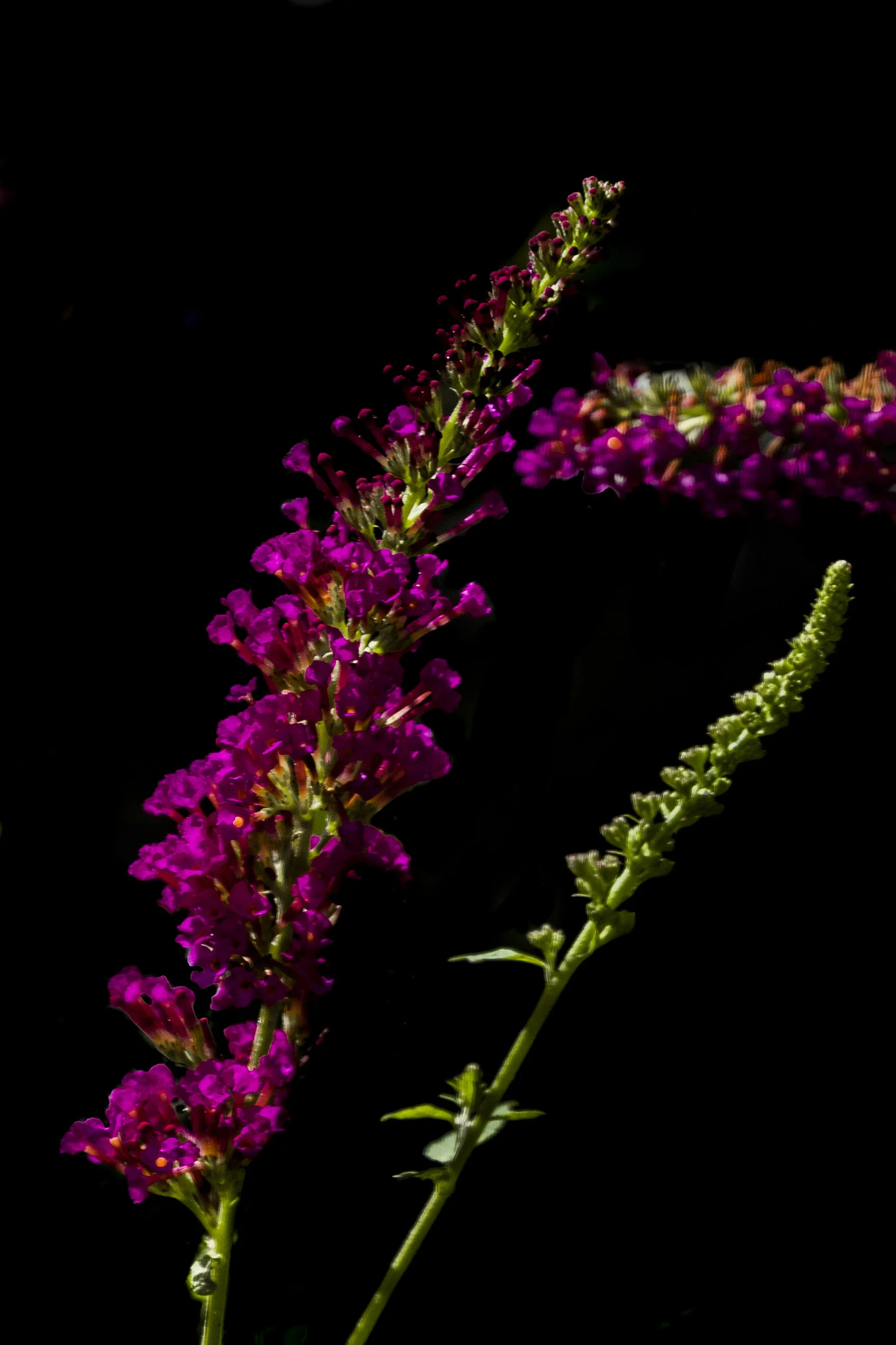 FLOWERS IN STUDIO