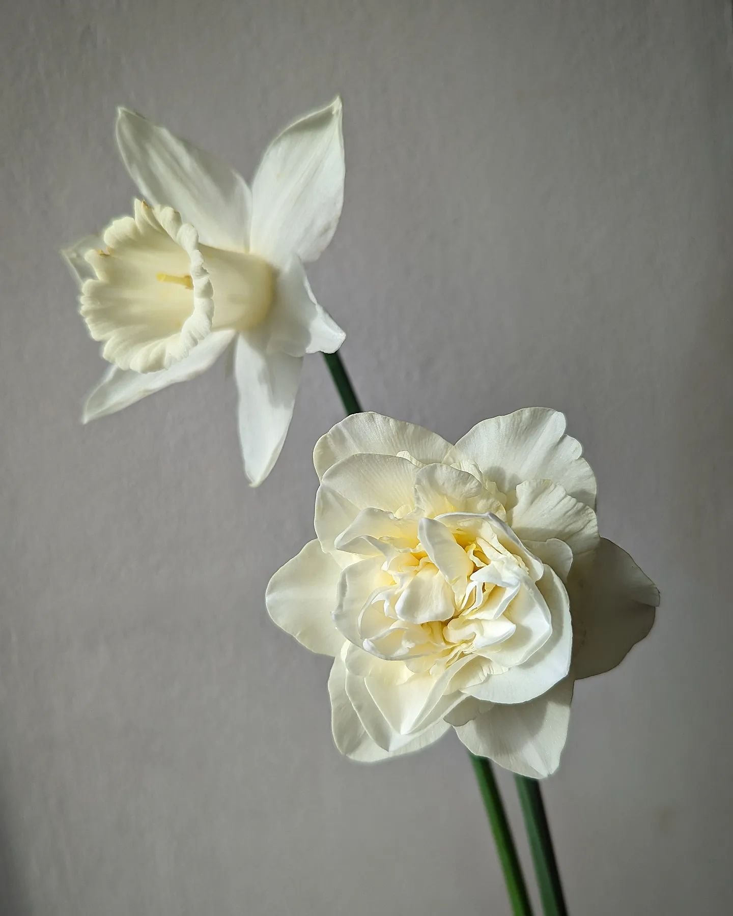 white daffodil flowers product shot for petalon