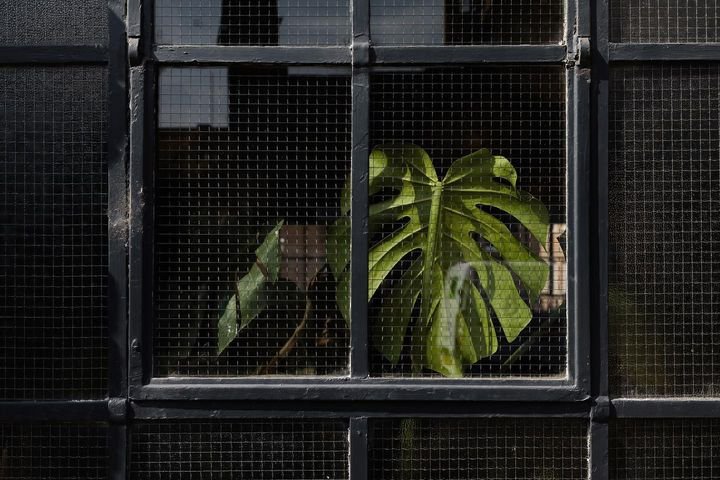 green plant inside industrial restaurant at miso in newcastle