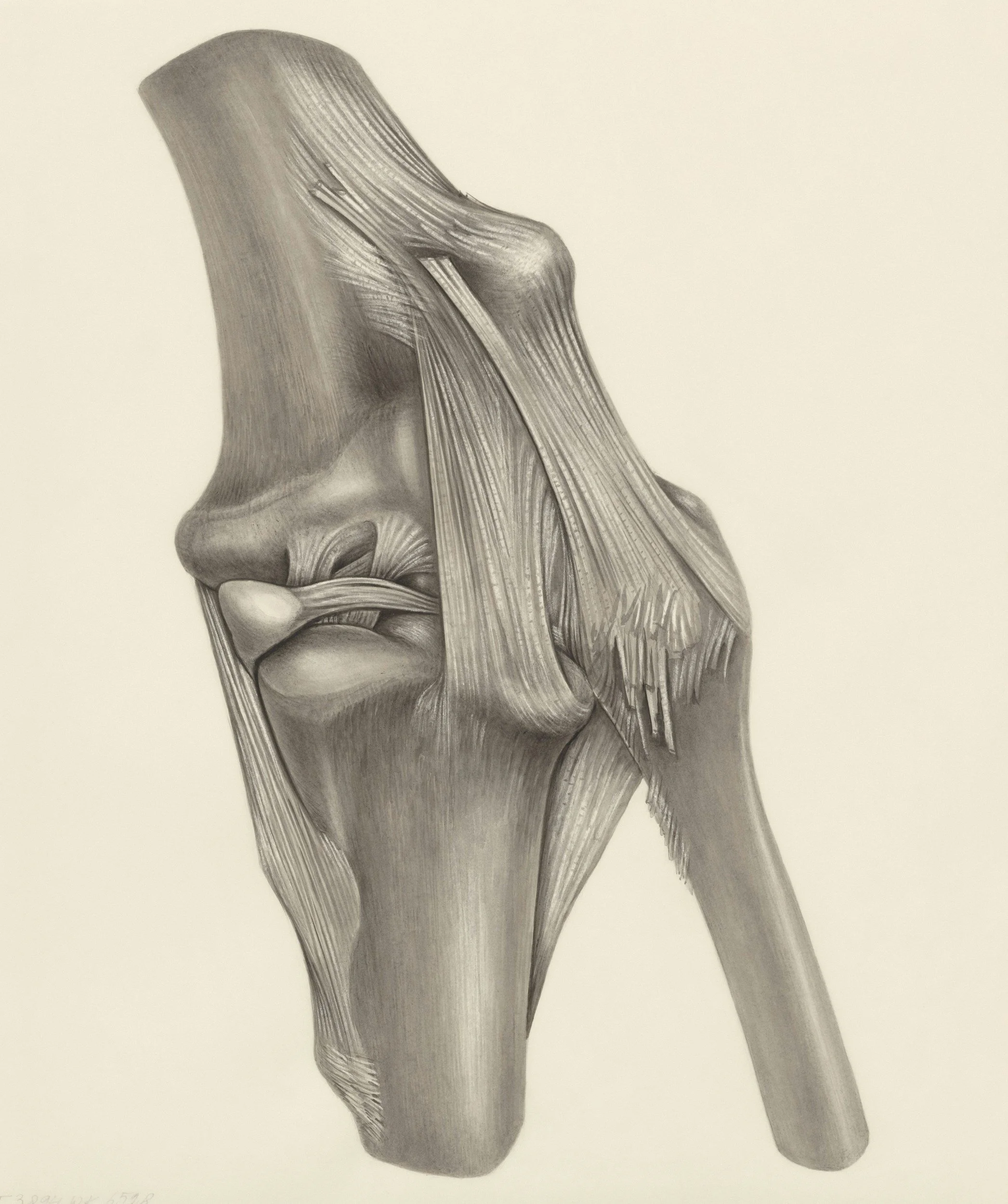 The Tendon Advantage: How Elite Athletes Train for Durability and Skill Mastery