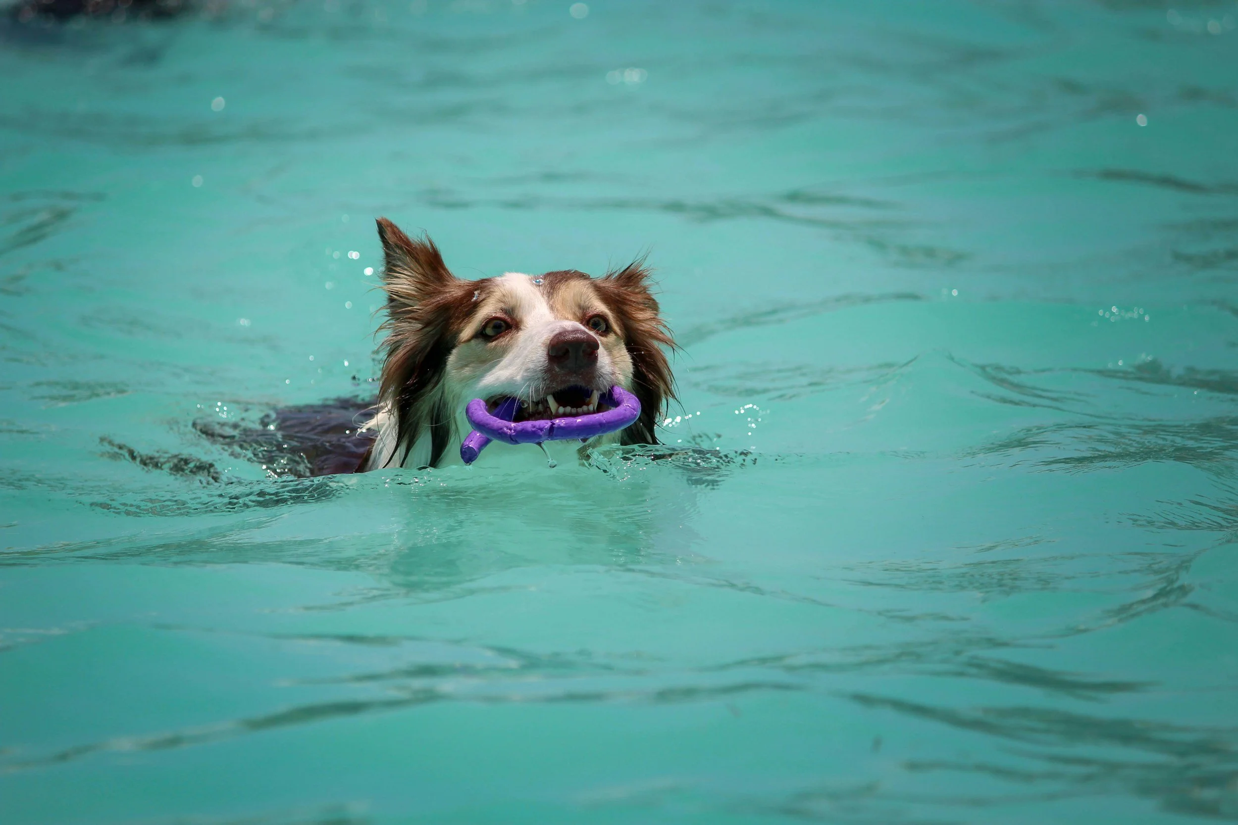 Splash Games Day Event — Splash Canine Swim Club