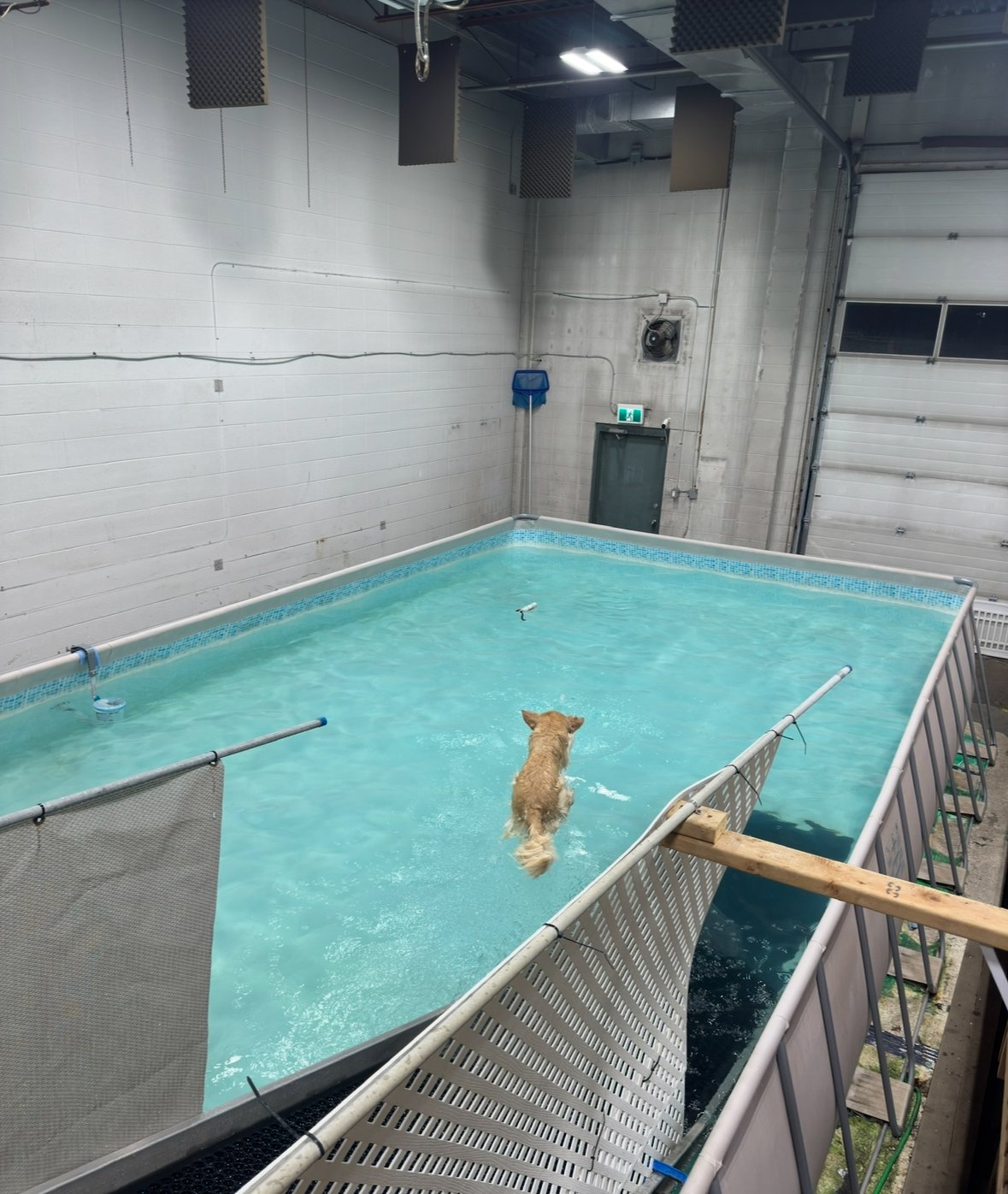 Where to Take Dog Swimming near Me: Top Safe & Fun Spots