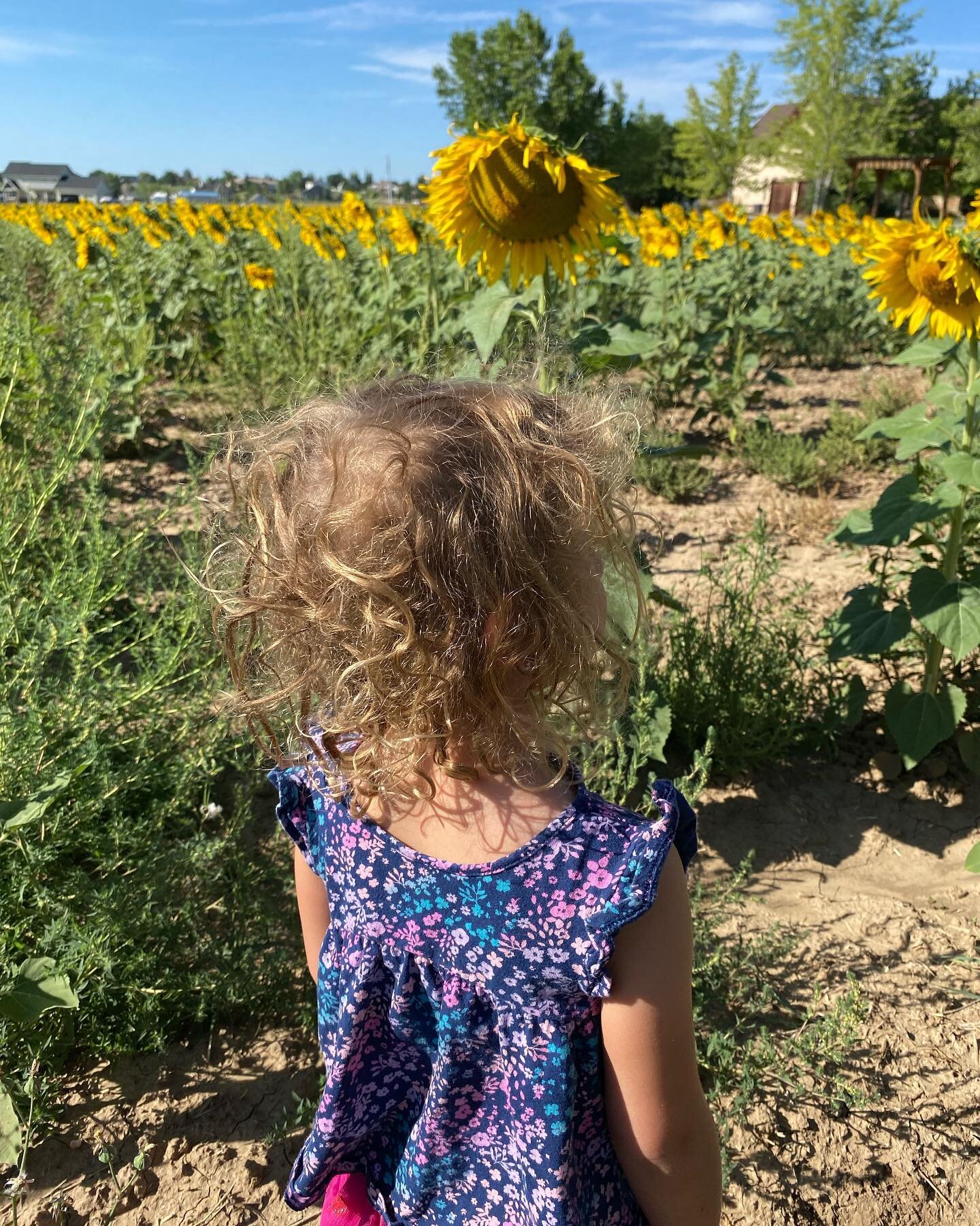 &ldquo;She&rsquo;s a sunflower- strong, bold, and true to herself.&rdquo;There is a random field of sunflowers on one of the roads we frequently drive (it is the road we take to Target 😂), and every time we drive by I am in awe of it. I feel a gravi