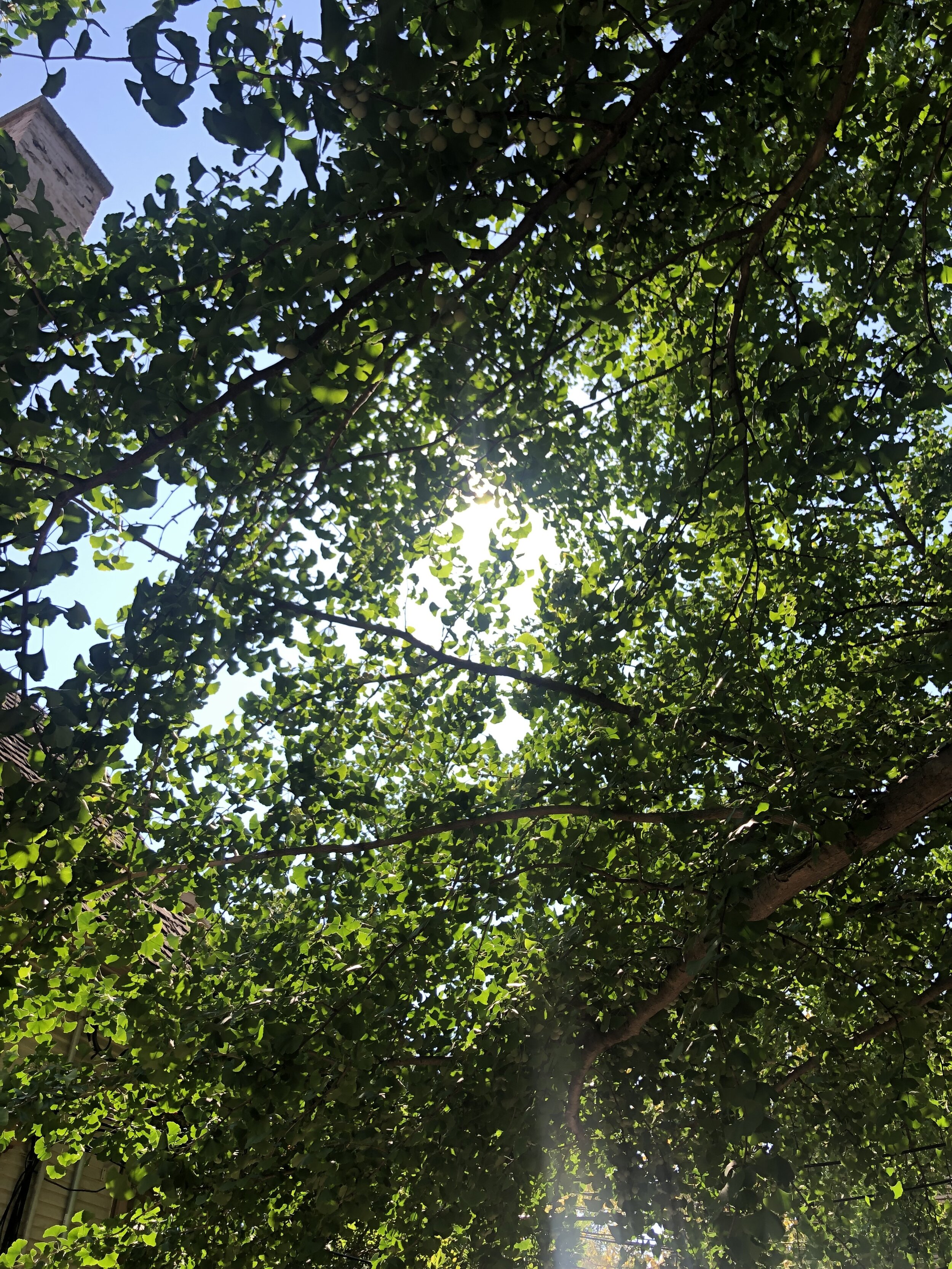 IMG_5467.jpeg