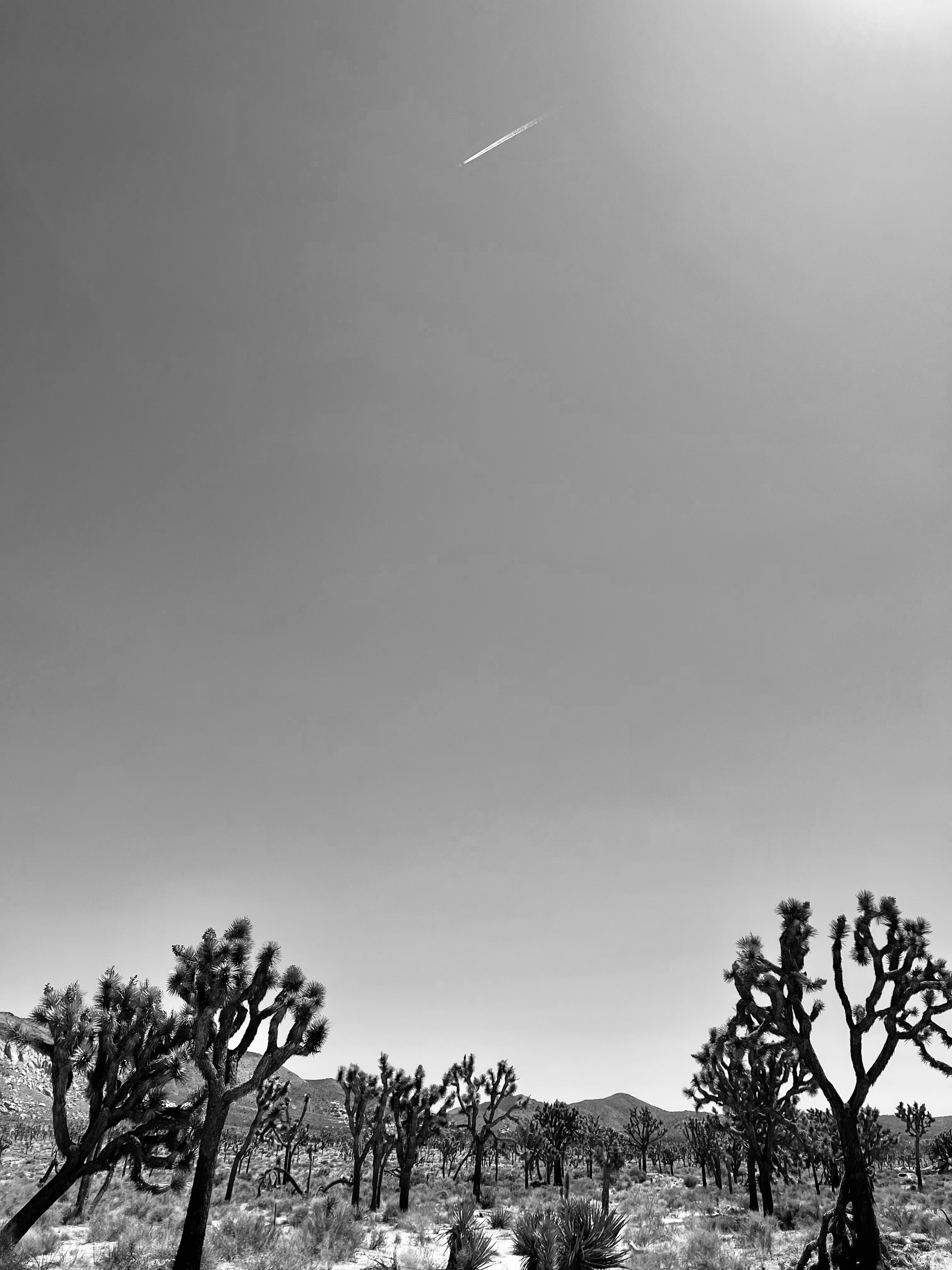 IMG_4436.jpeg