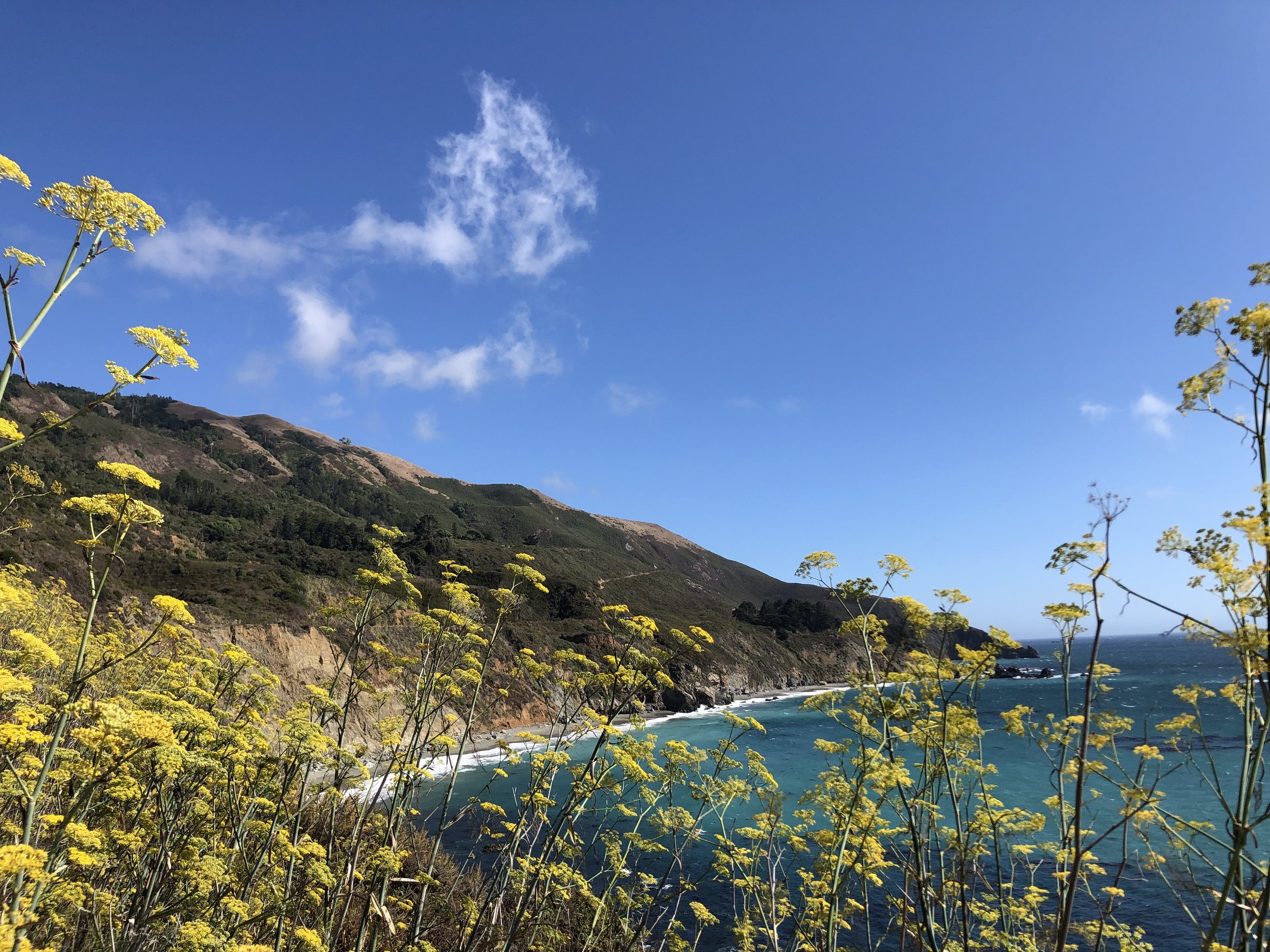 IMG_8115.jpeg