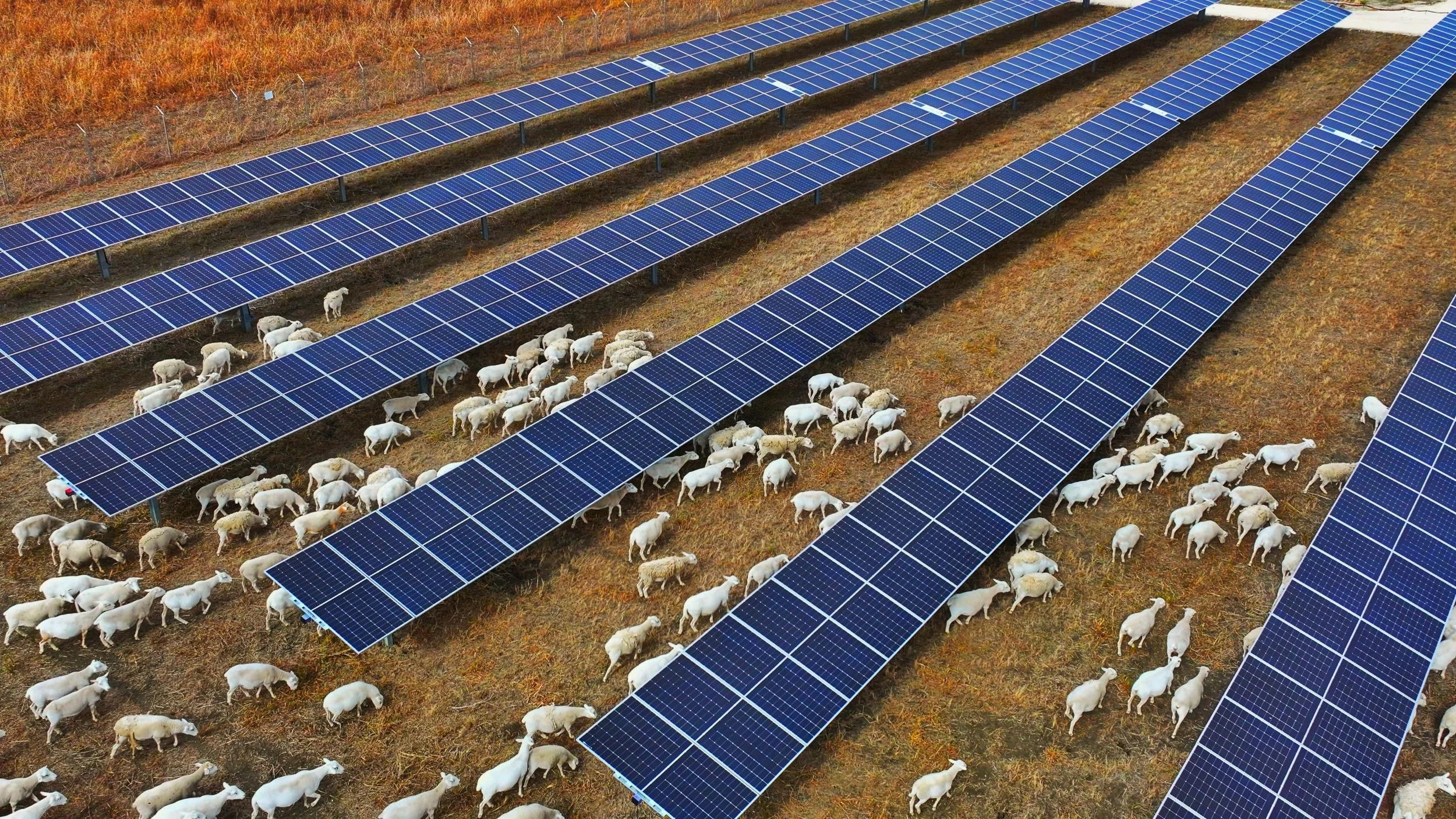 A flock of sheep grazing under multiple rows of large solar panels in an open field.