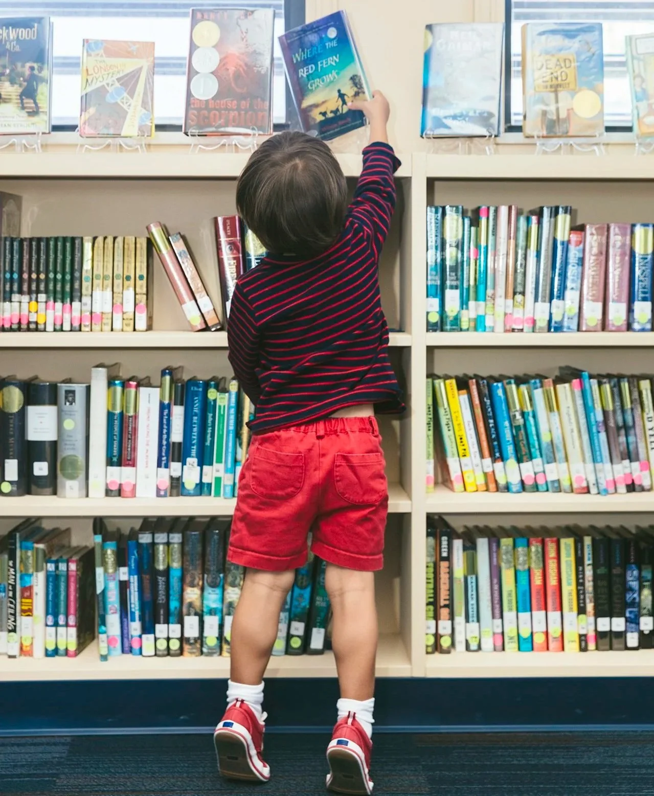 Young boy choosing a book from a library shelf.