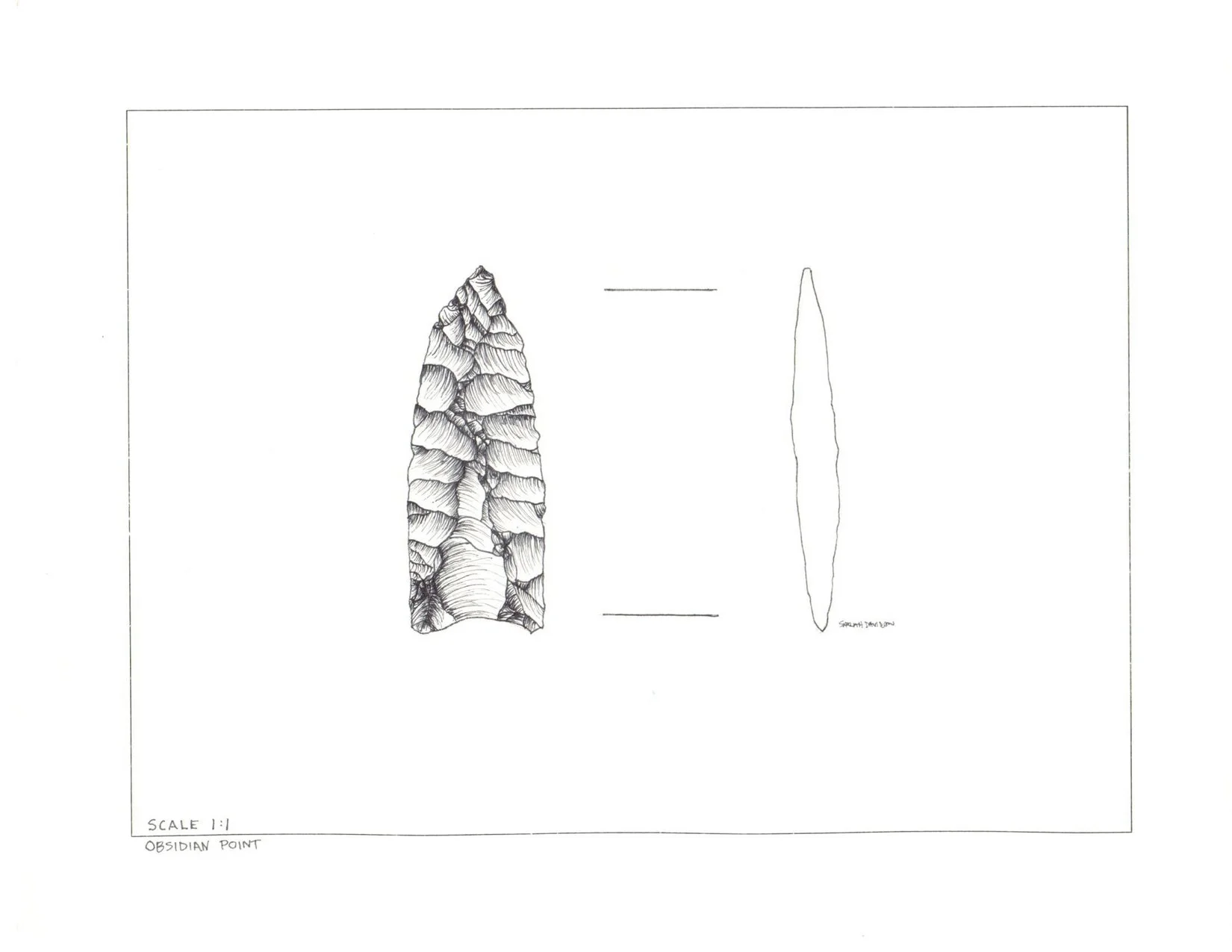 Scientific illustration