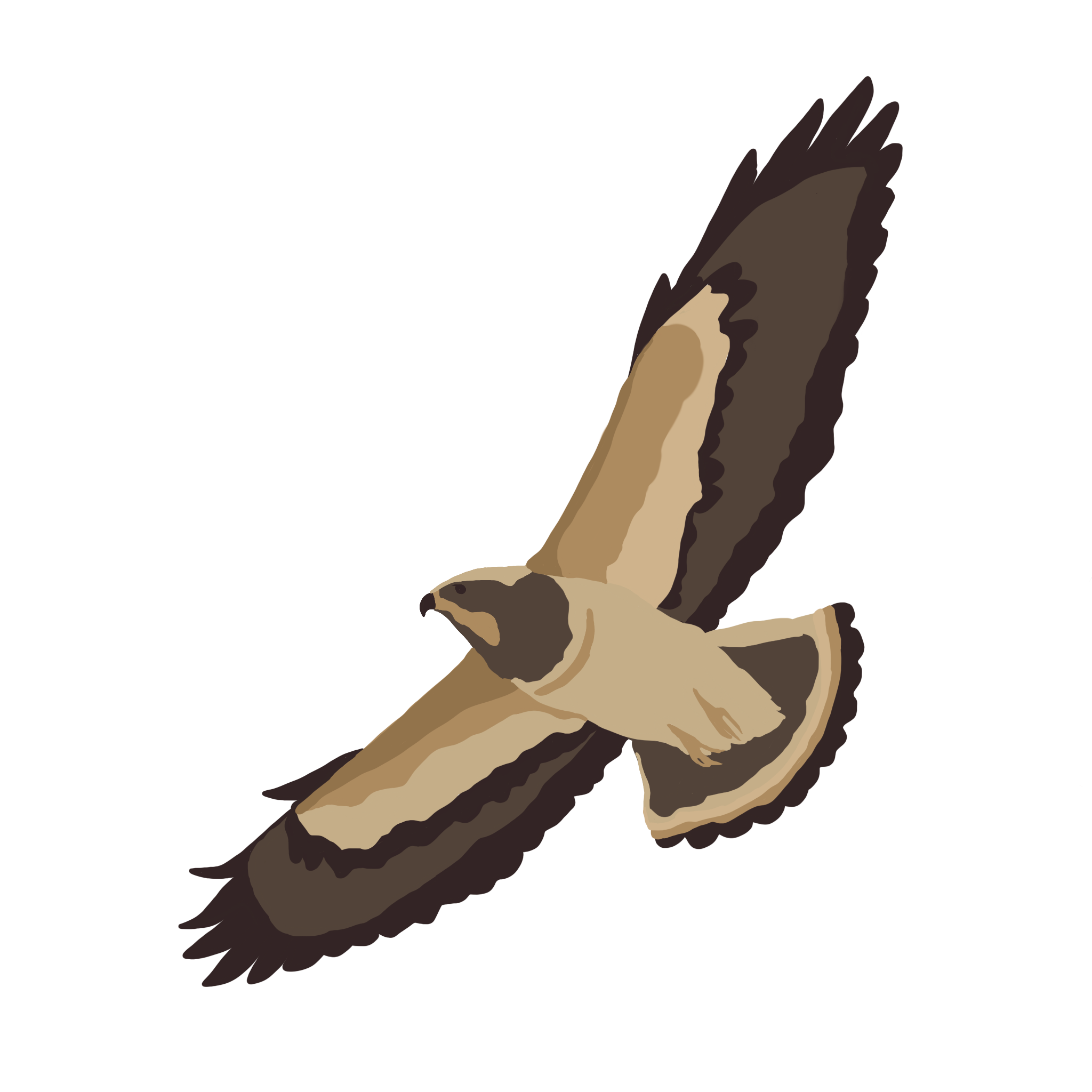 Swainson's Hawk.png