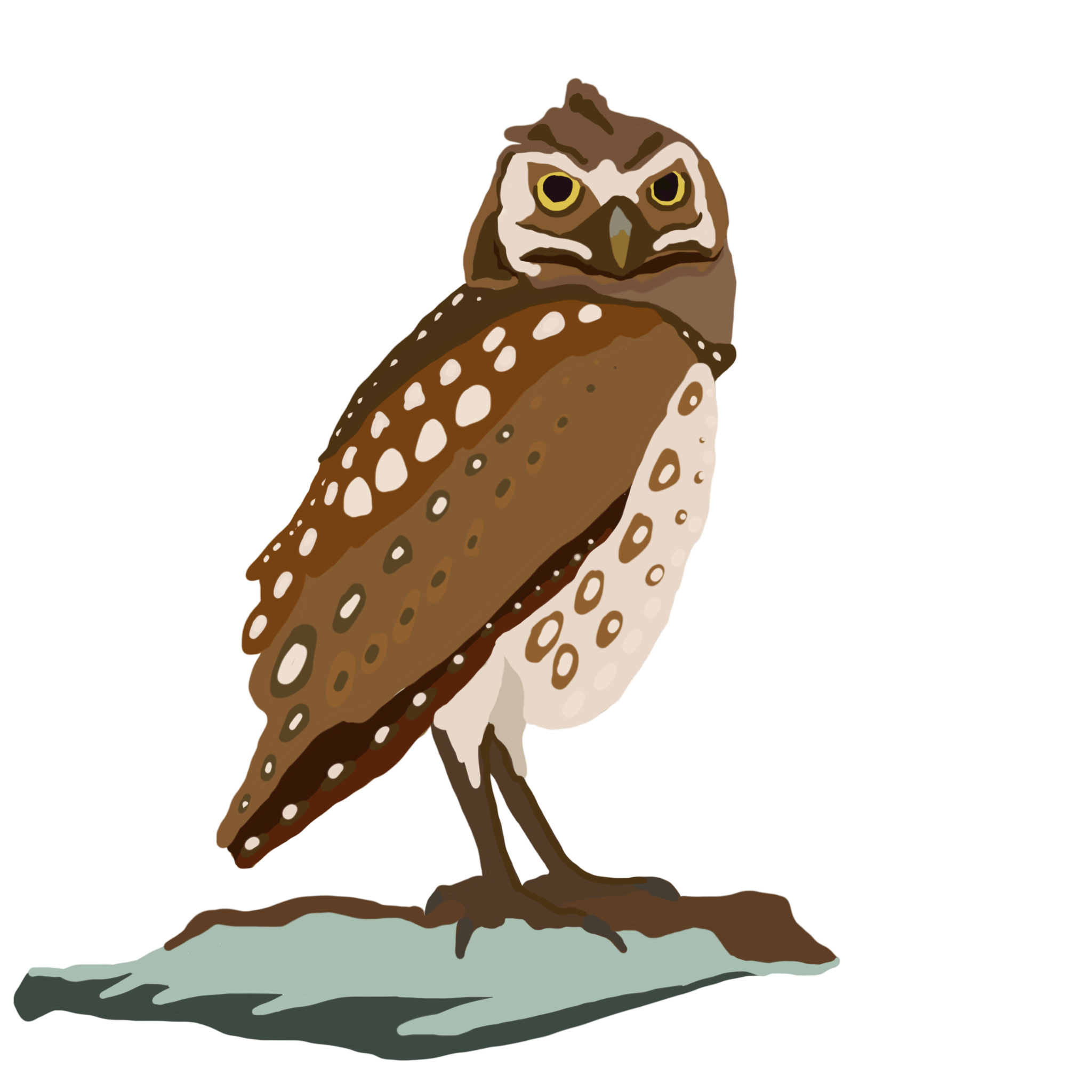 Burrowing Owl Dark.png