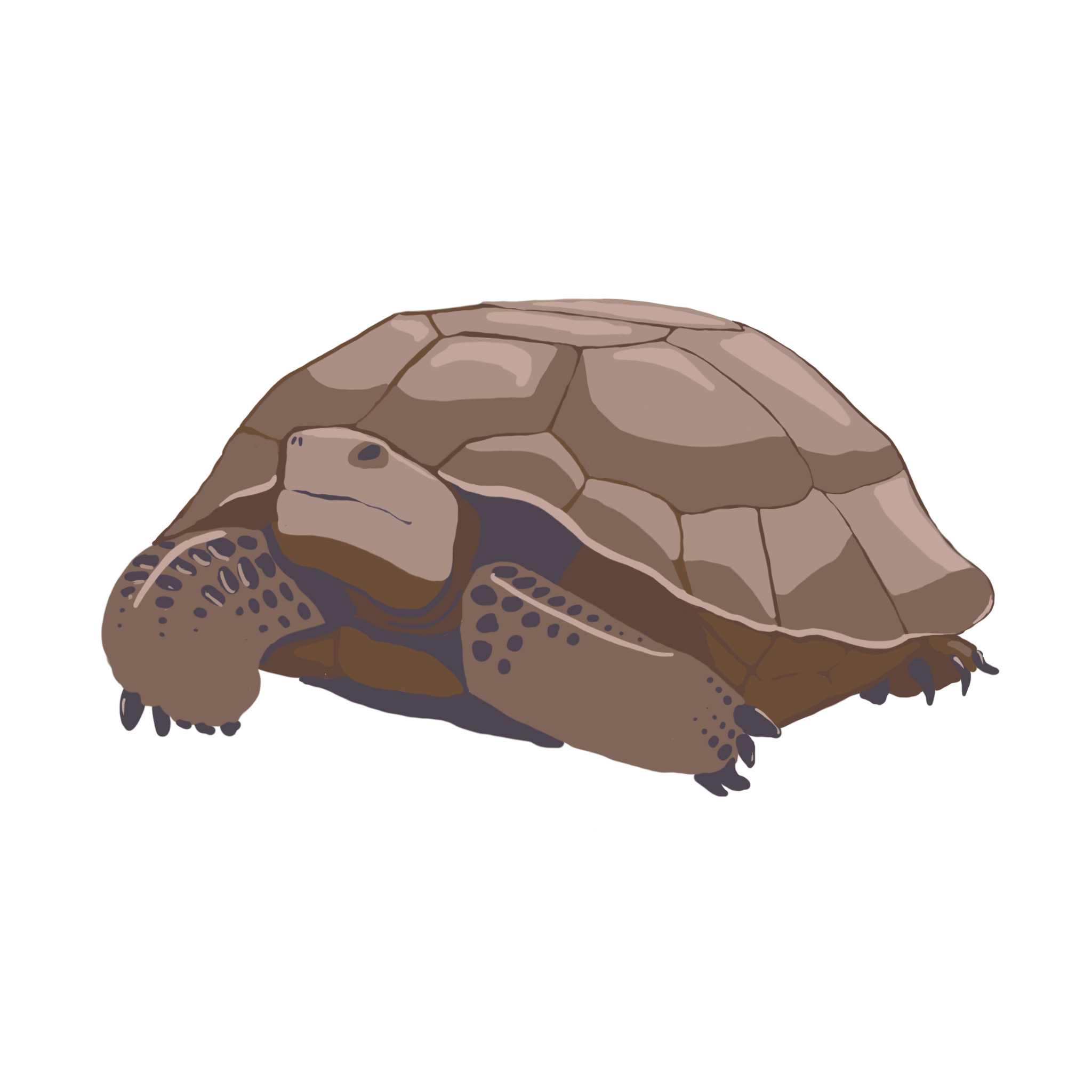 Desert Tortoise.png