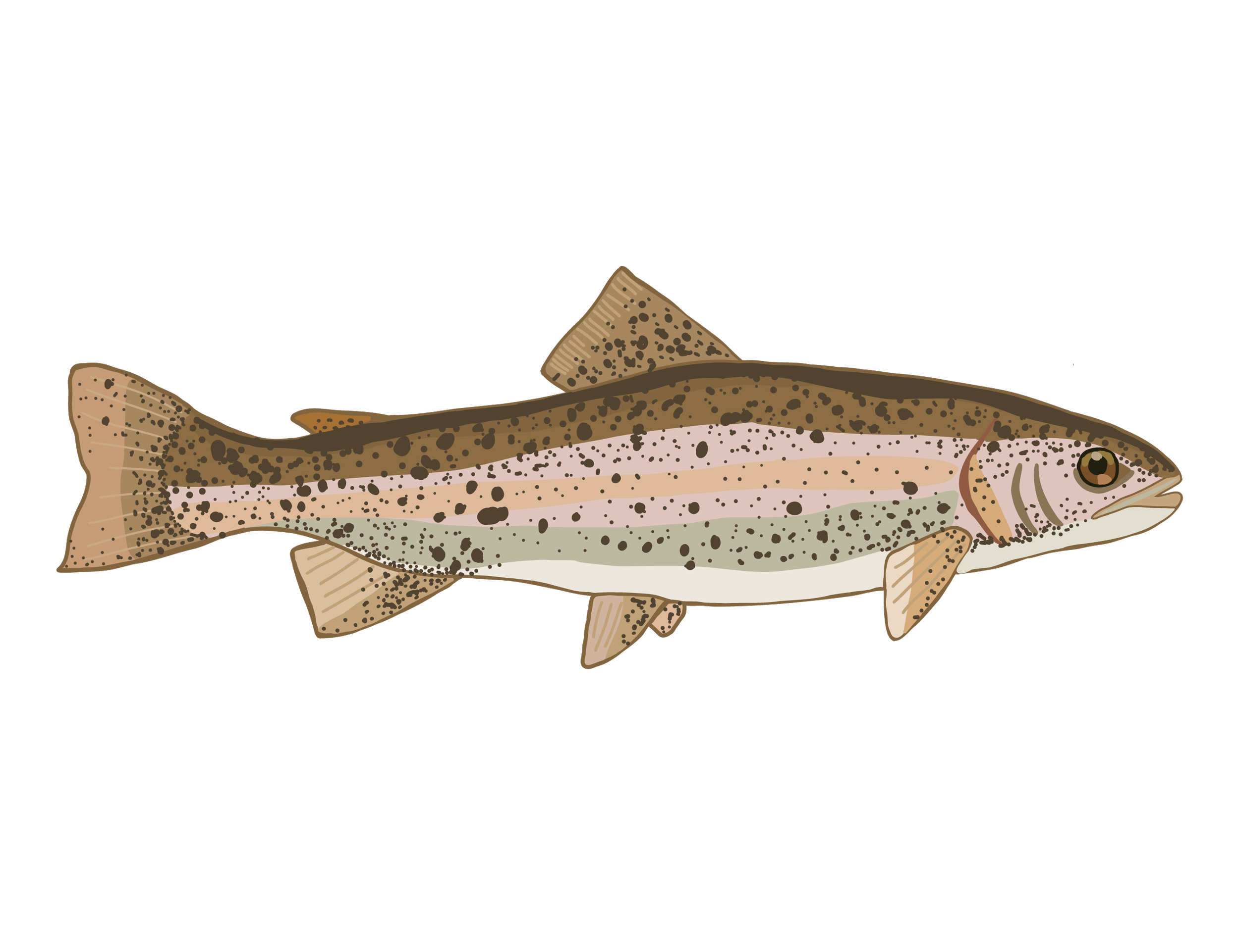 Steelhead Trout.png