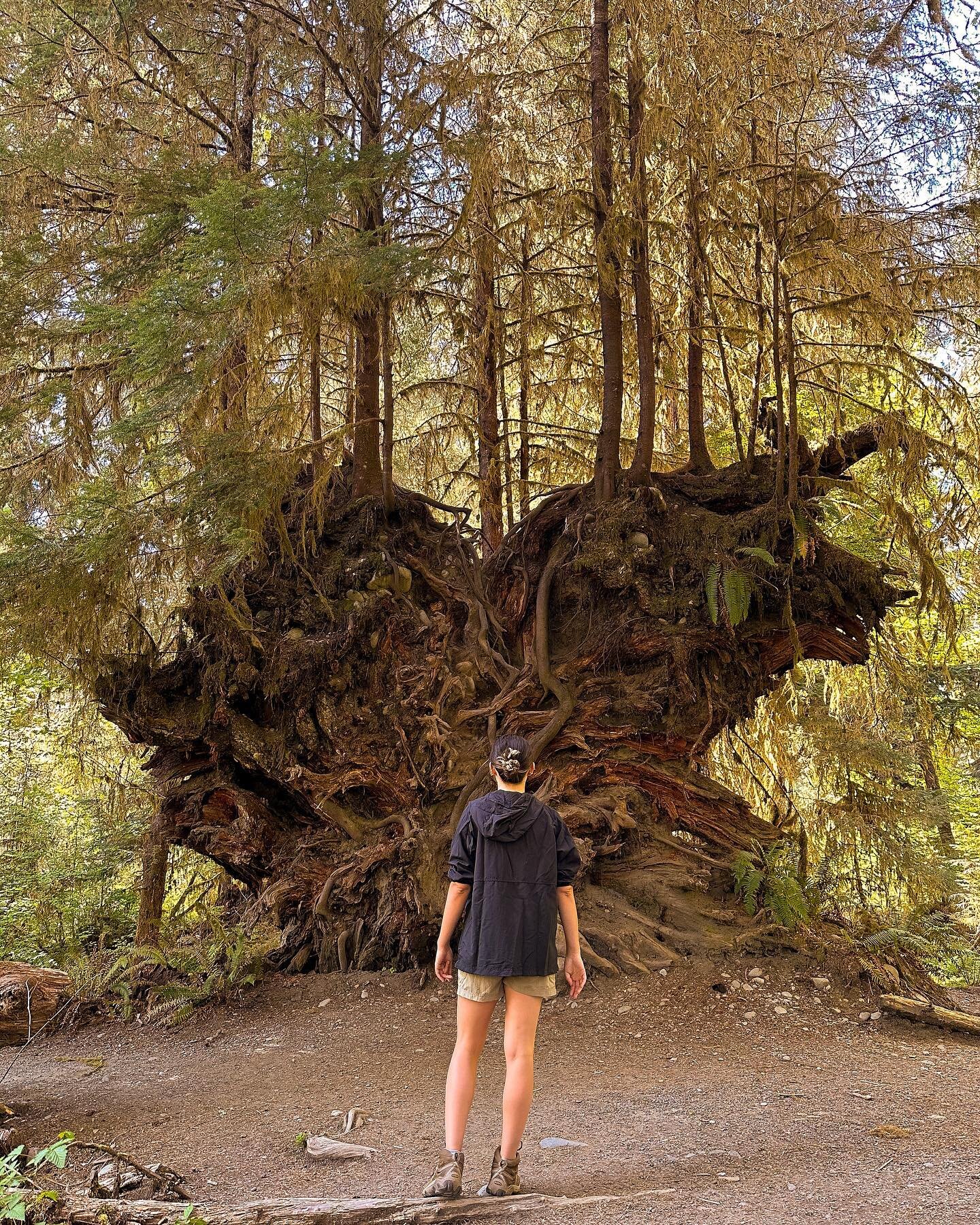 The Hoh Rainforest 

It&rsquo;s astounding to experience the vastly different environments in the west within such a short period of time. 

One minute we&rsquo;re getting tanned and sweaty in the desert, the next we&rsquo;re bundling up under rain j