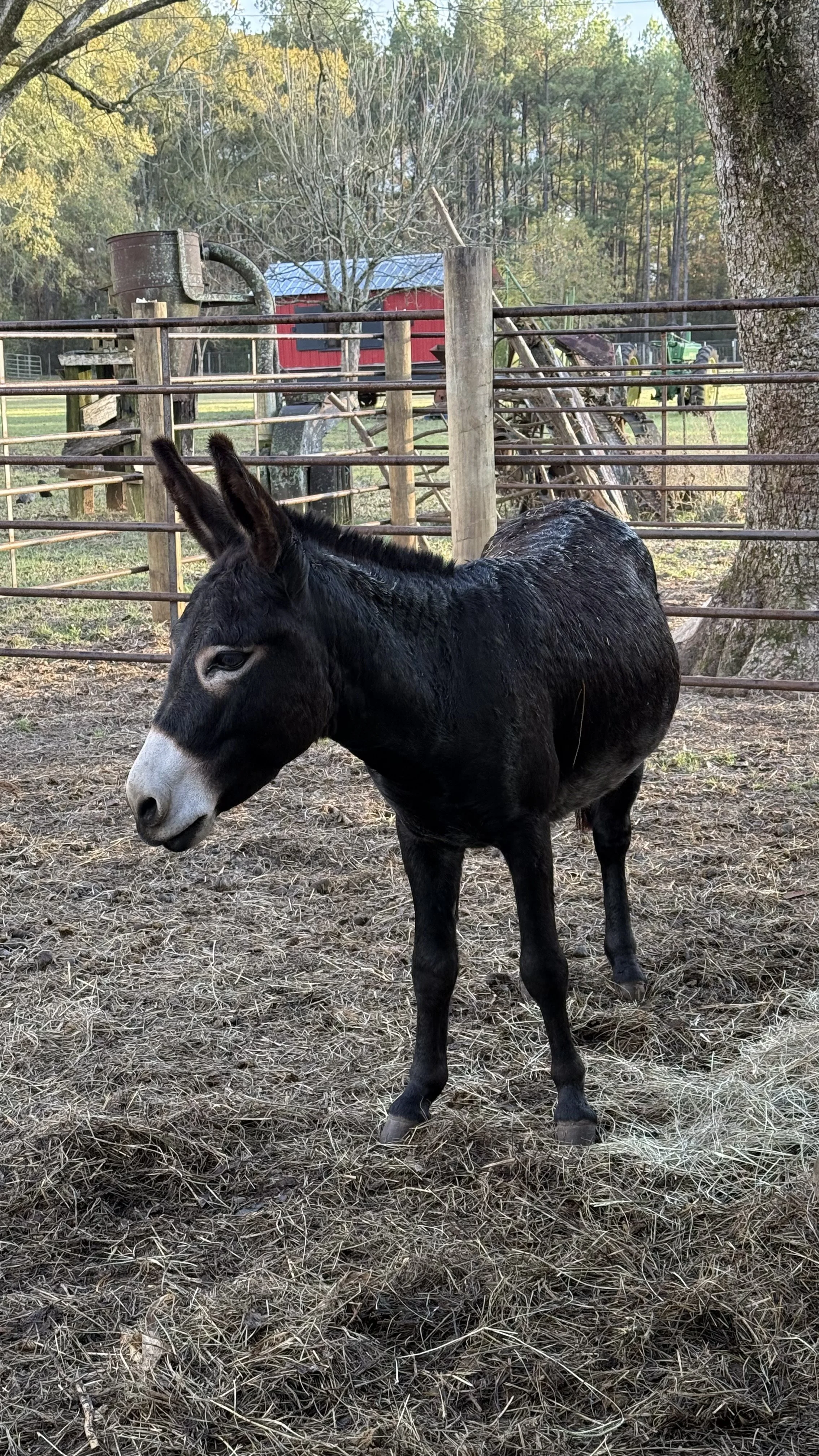 A black donkey with a white muzzle standing in a farmyard, surrounded by a wooden and metal fence, trees, and farm equipment in the background.