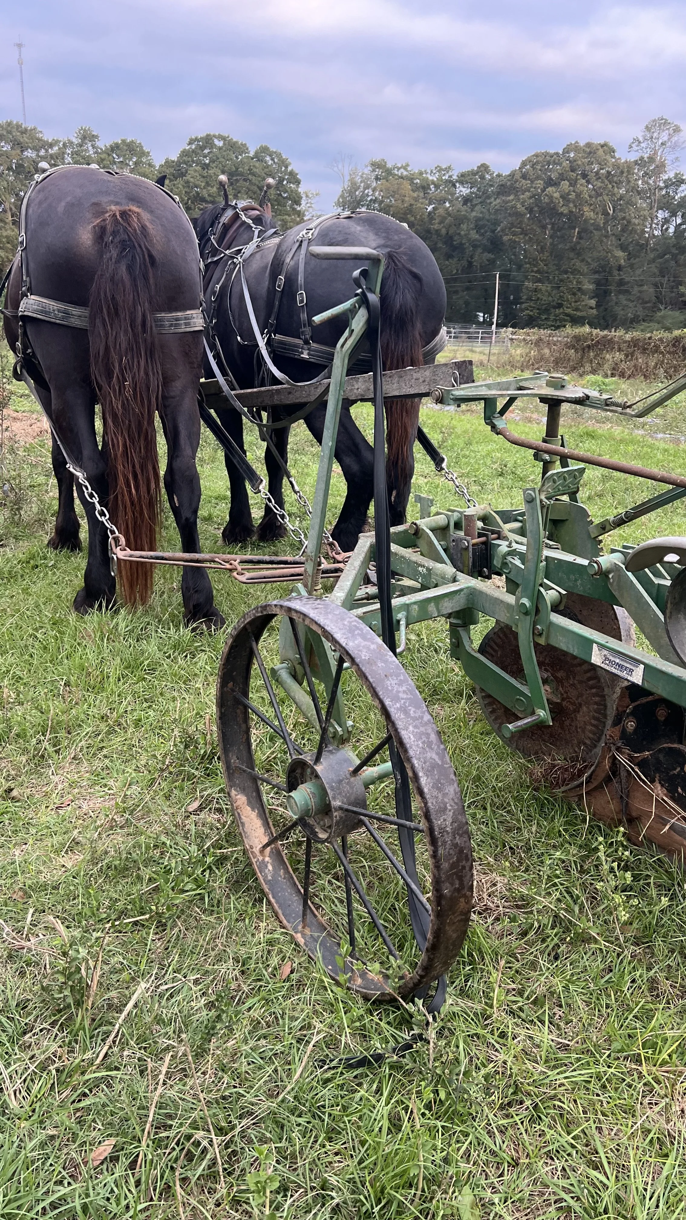 Two black horses harnessed to an old green farm tiller in a grassy field with trees and a cloudy sky in the background.
