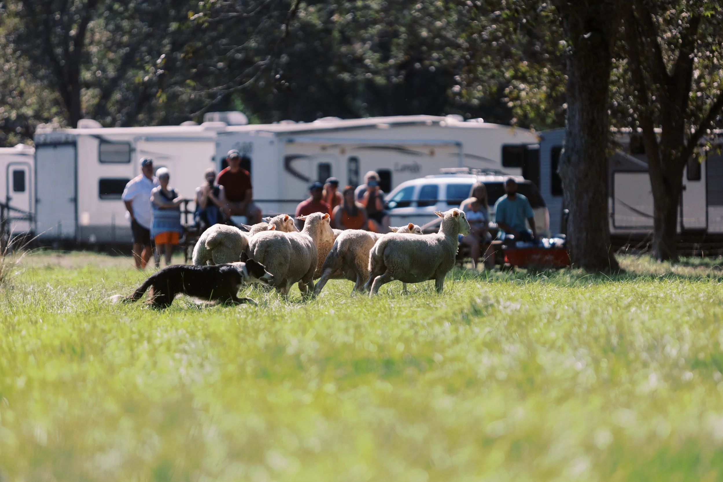 220924 Sheep Dog Demonstration-031.jpg