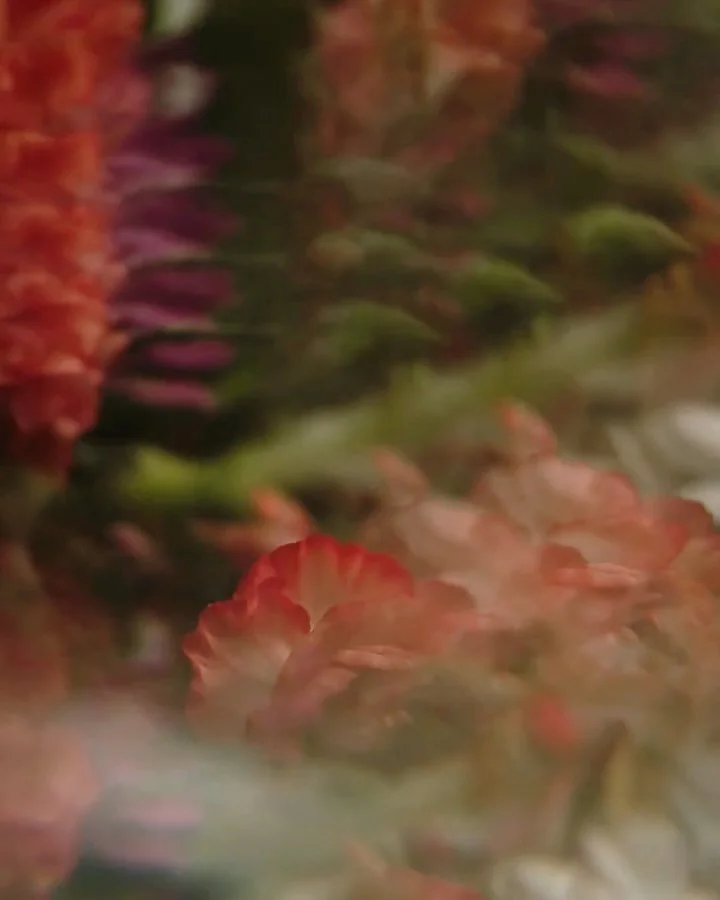 &ldquo;SHE BLOOMED ANYWAY&rdquo;

Les presento las sesiones que tendremos en Mayo para todas las mujeres y su familia. 
Es una sesi&oacute;n editorial para ustedes. Una colecci&oacute;n de retratos que busca proyectar una historia que resiste, se tra