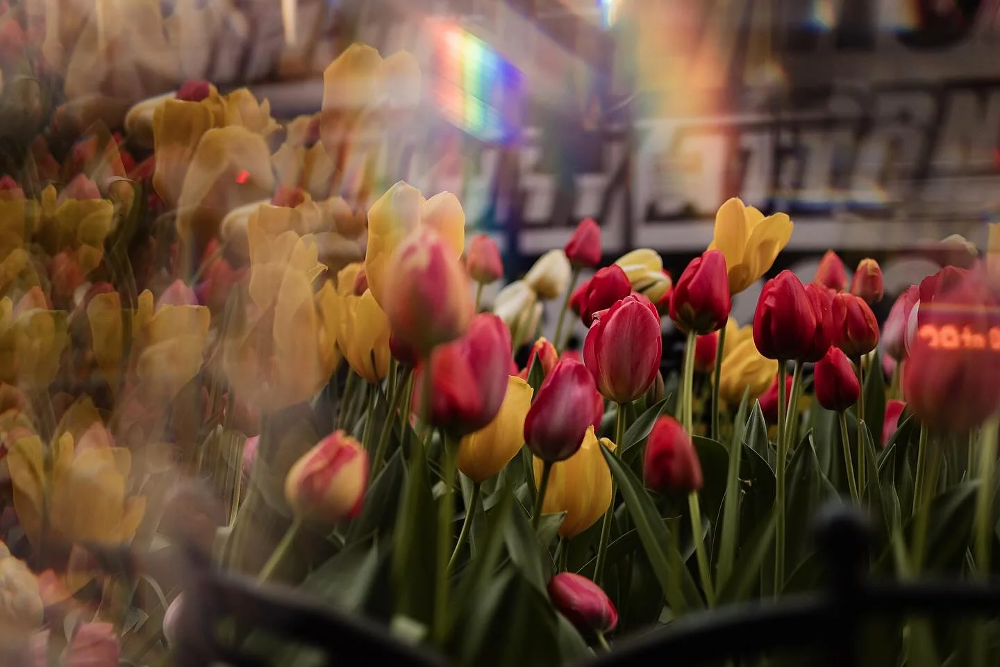 Algunas fotos que tom&eacute; durante la primavera. 🤩 
Obvio con mi mariposita que hace reflejos en las fotos. 🦋
