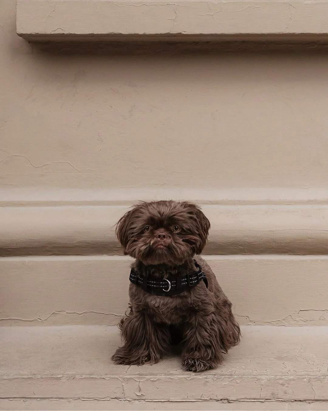 Mochi por aqu&iacute;, Mochi por all&aacute;!
Que quede documentado que Mochi es uno de los perritos m&aacute;s queridos en el mundo. ✨