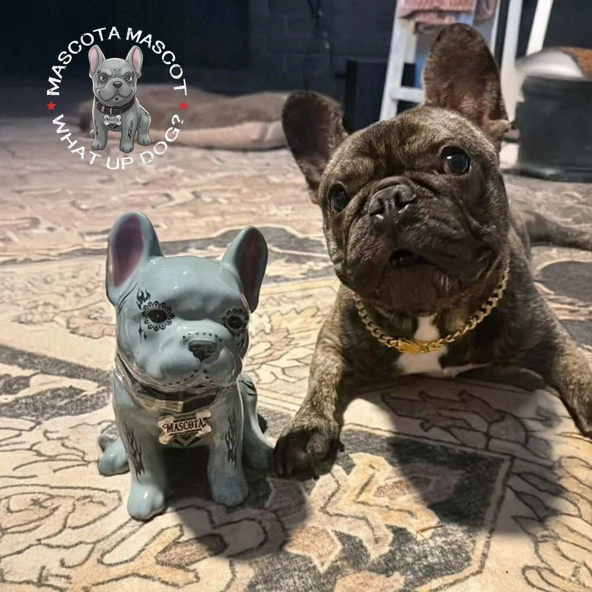 "BENTLEY" Mascota Tequila Mascot