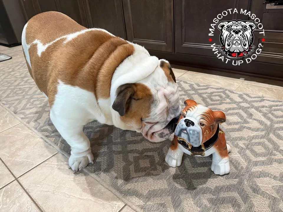 "NORMAN" Mascota Tequila Mascot