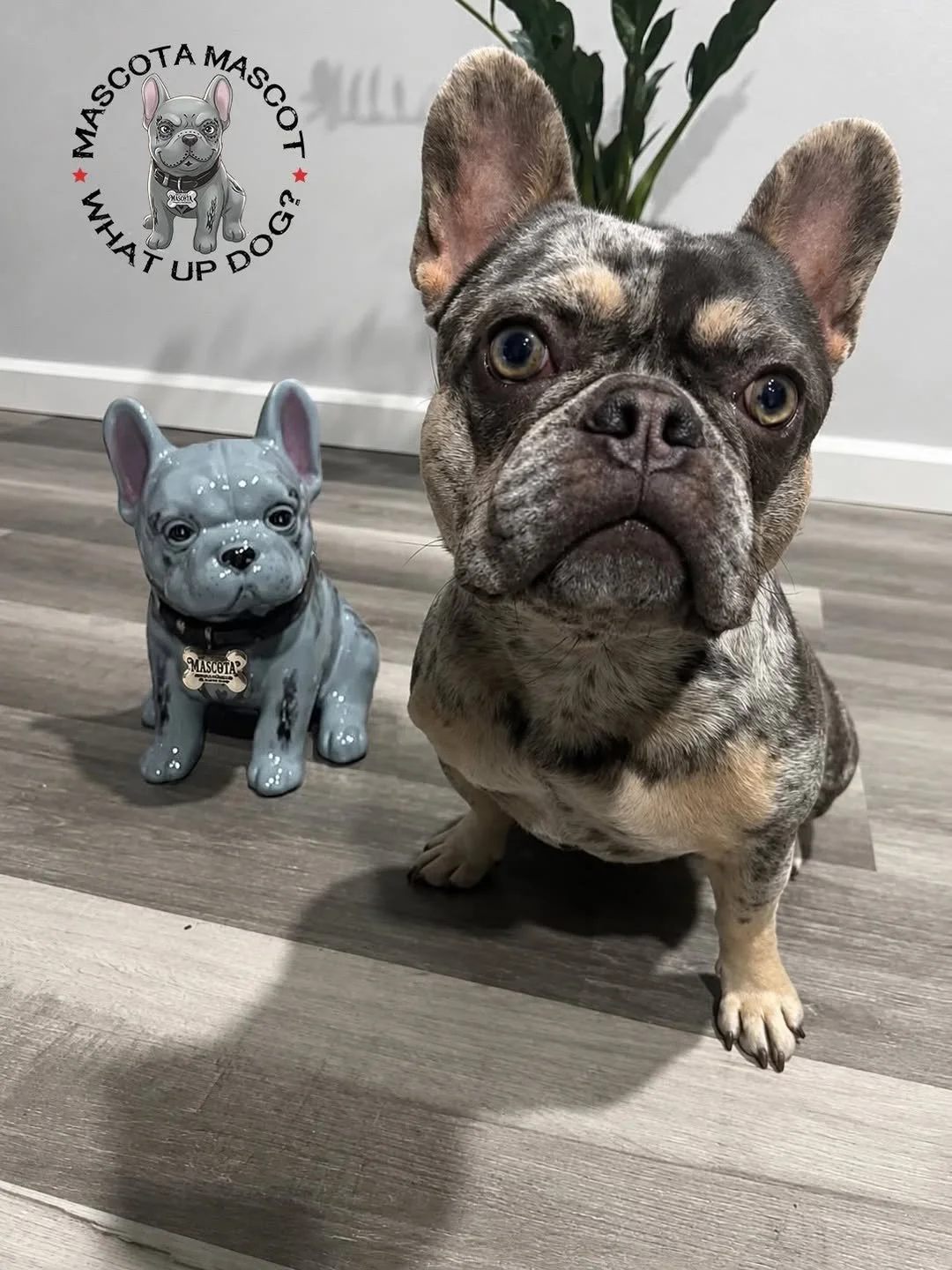 "STELLA LUNA" Mascota Tequila Mascot