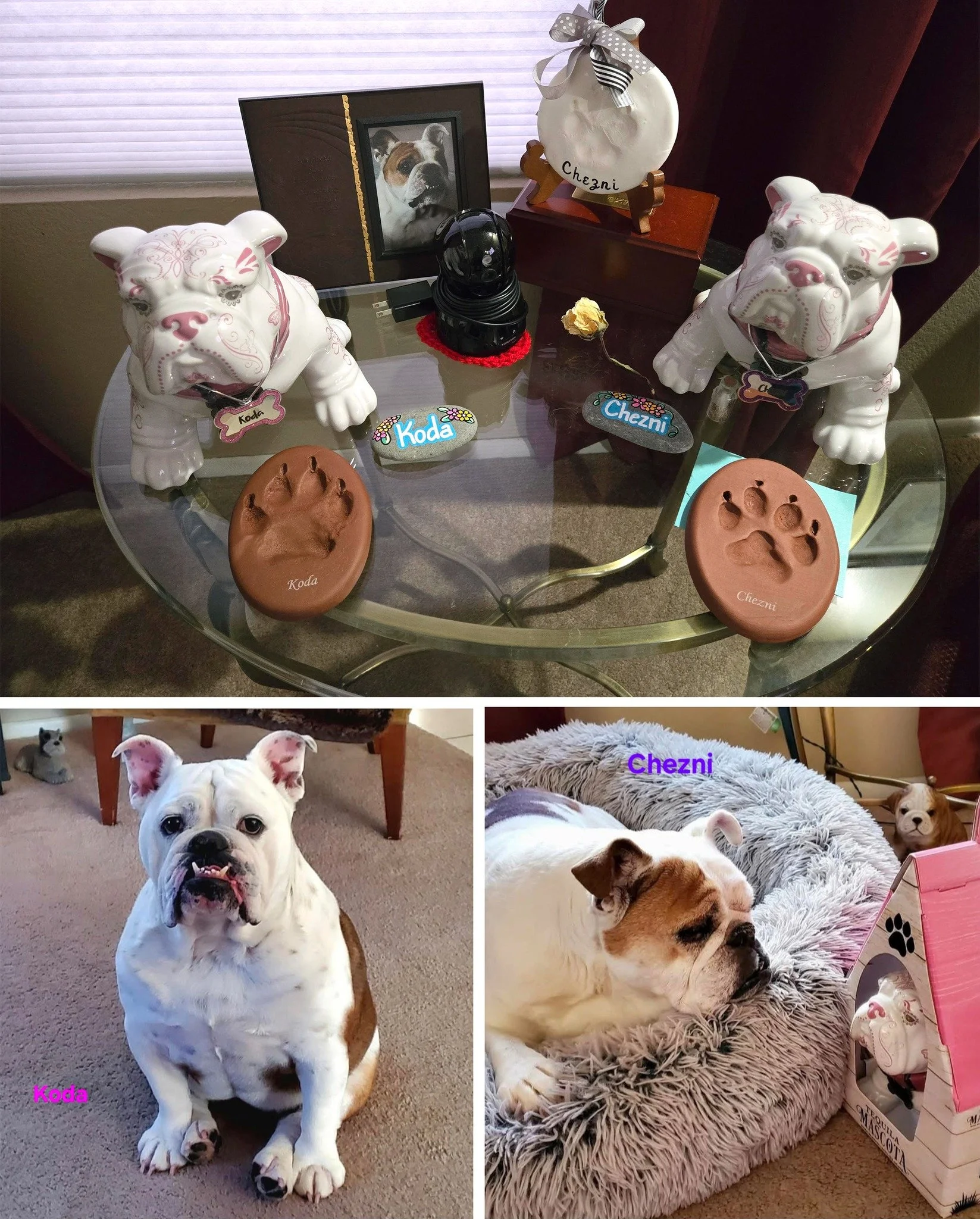 "KODA" & "CHEZNI" Honorary Mascota Tequila Mascots