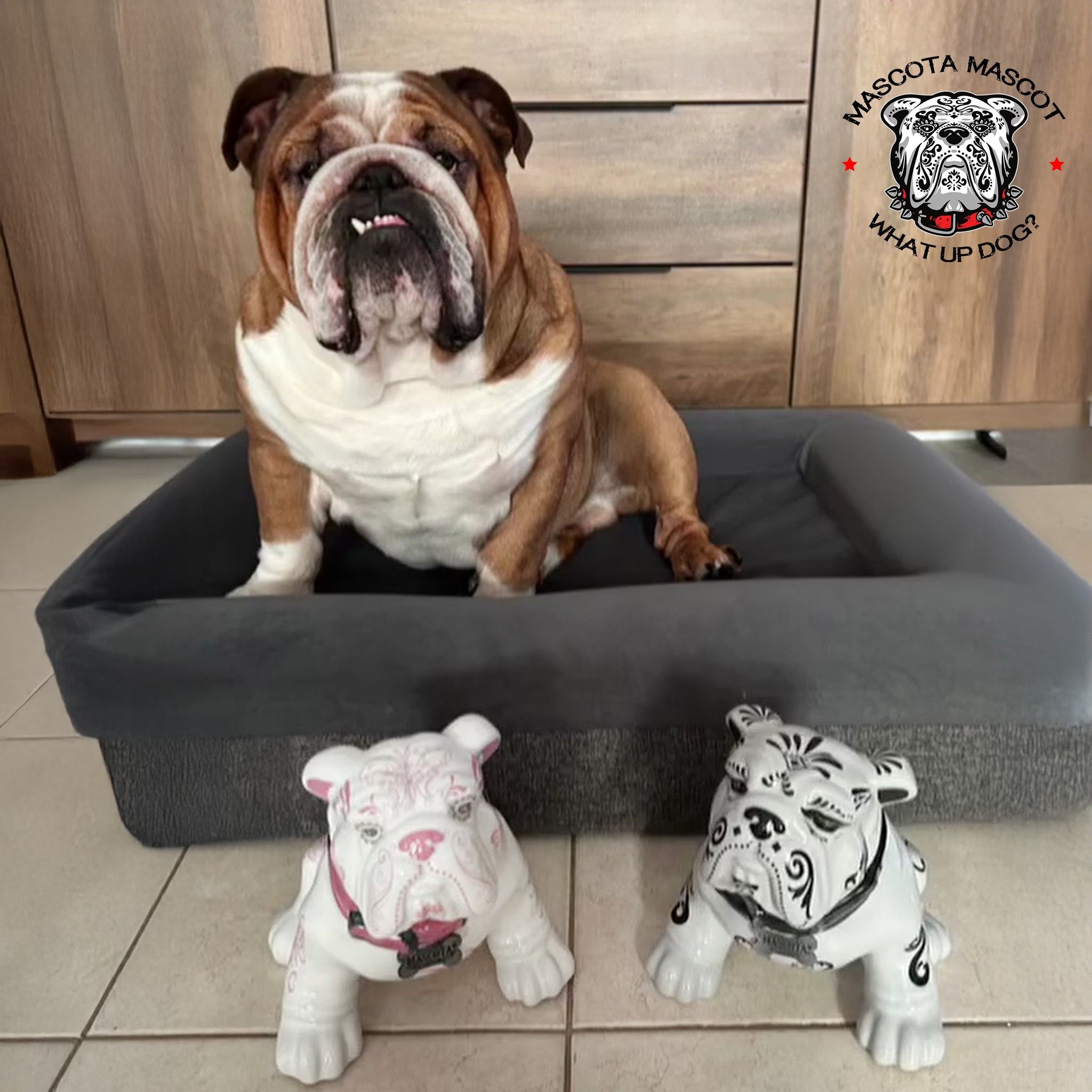 "CAESAR" Mascota Tequila Mascot