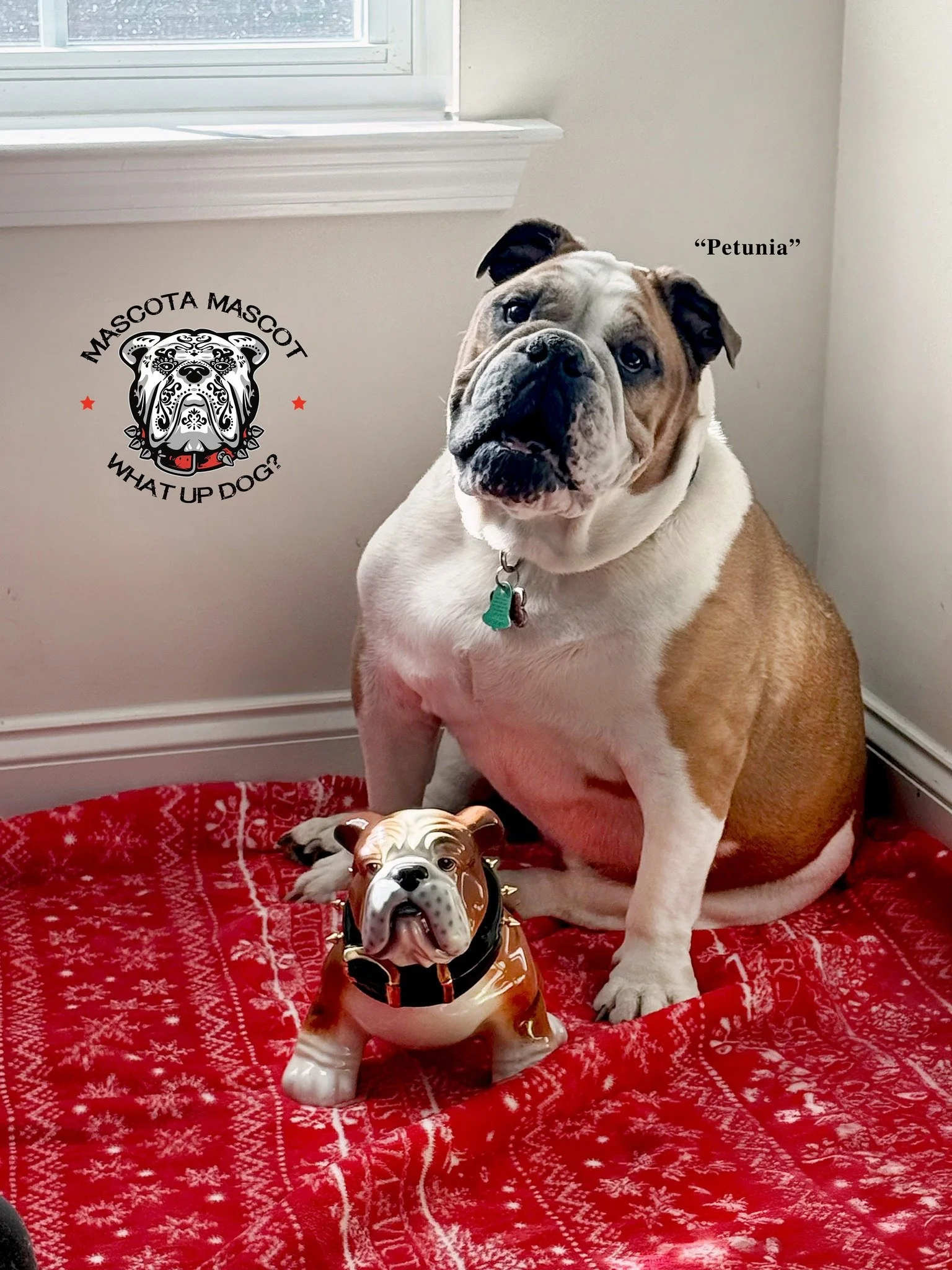 "PETUNIA" Honorary Mascota Tequila Mascot