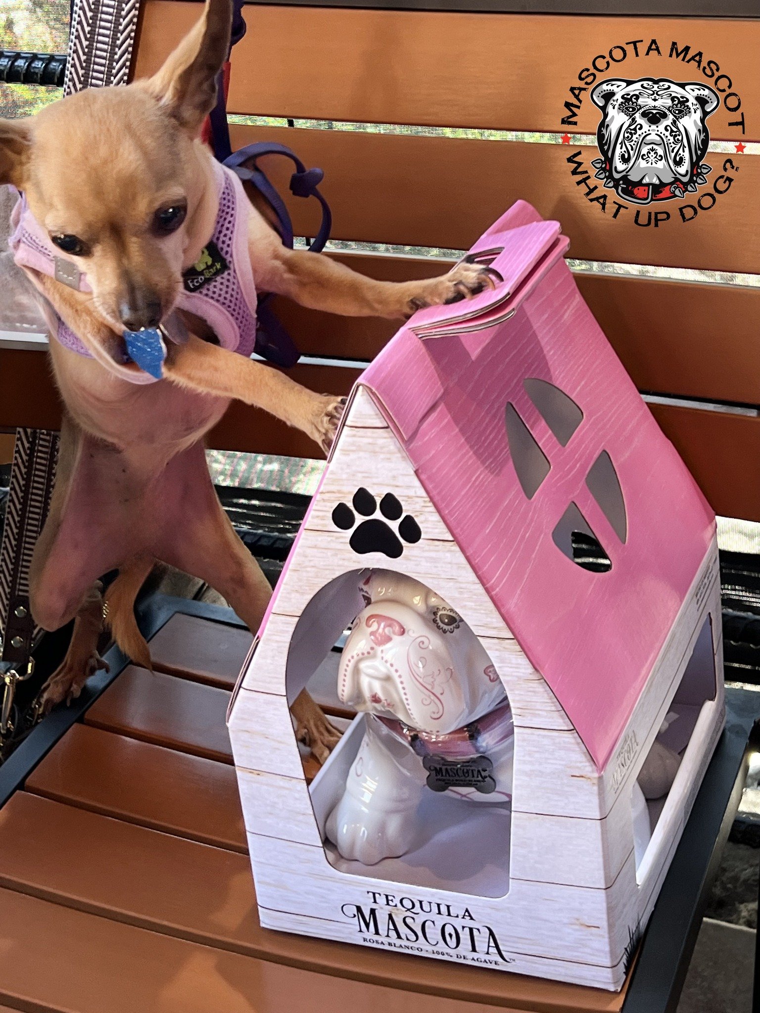 "COCO" Mascota Tequila Mascot