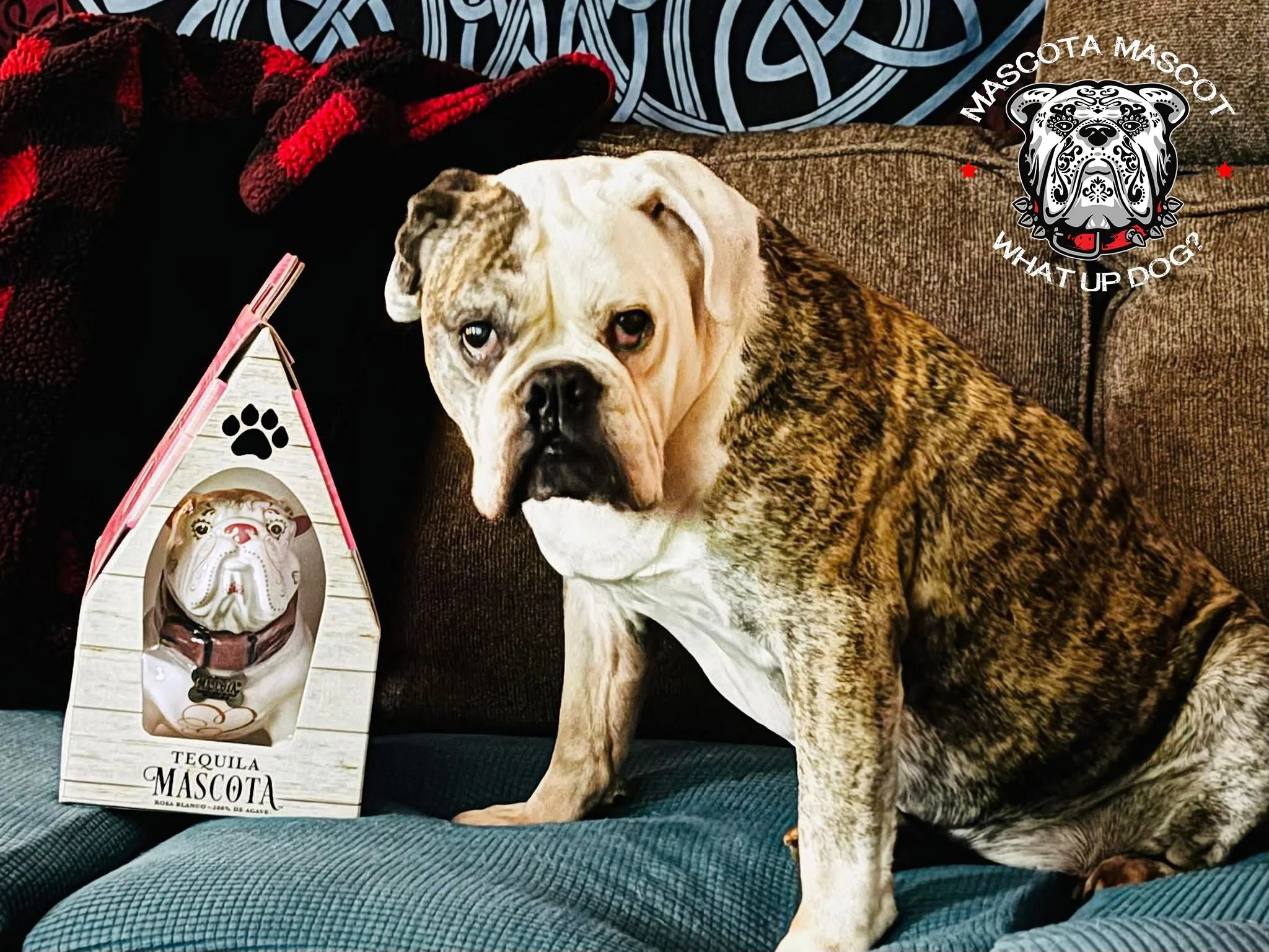 "MAGGIE MAE" Mascota Tequila Mascot