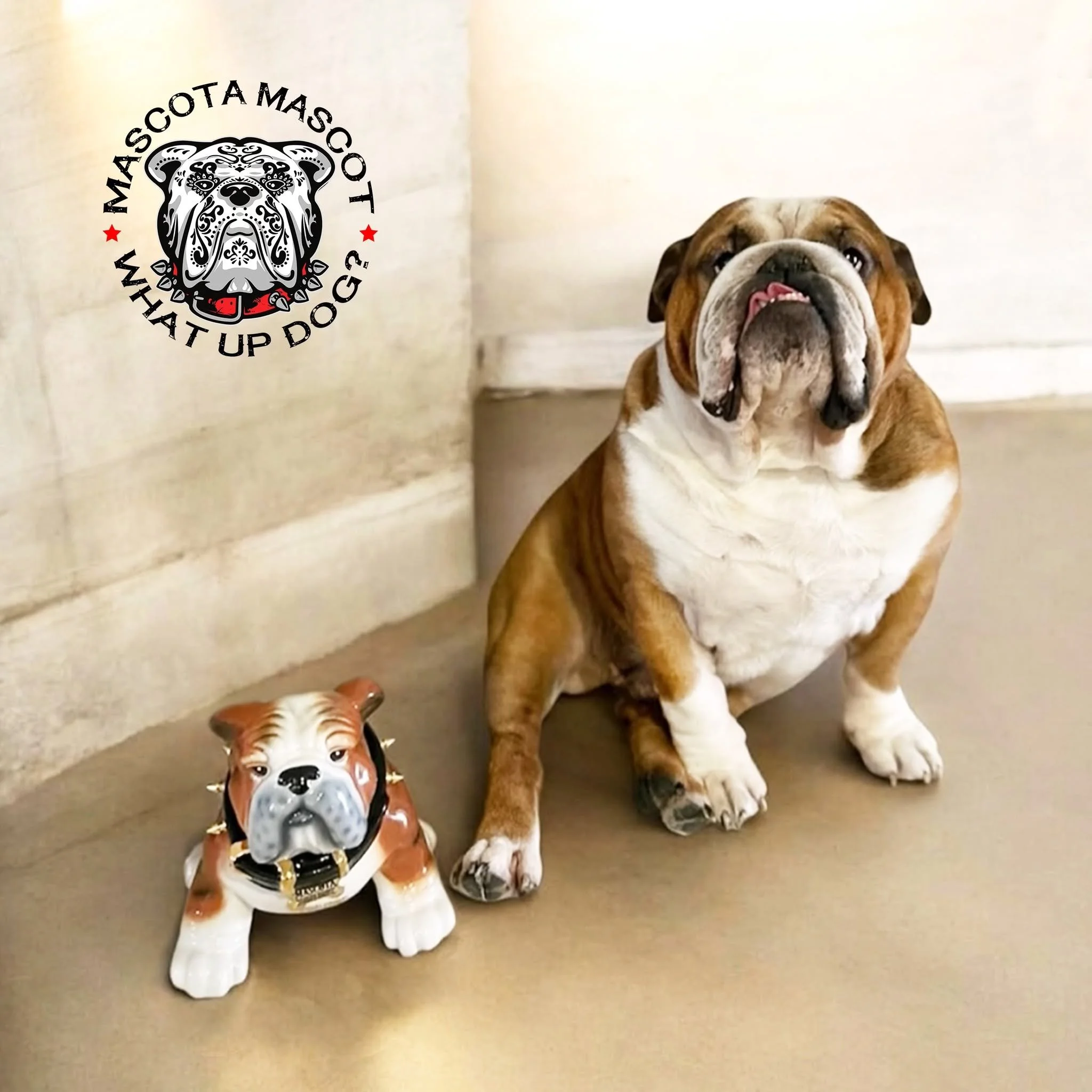 "CAESAR" Mascota Bourbon Mascot